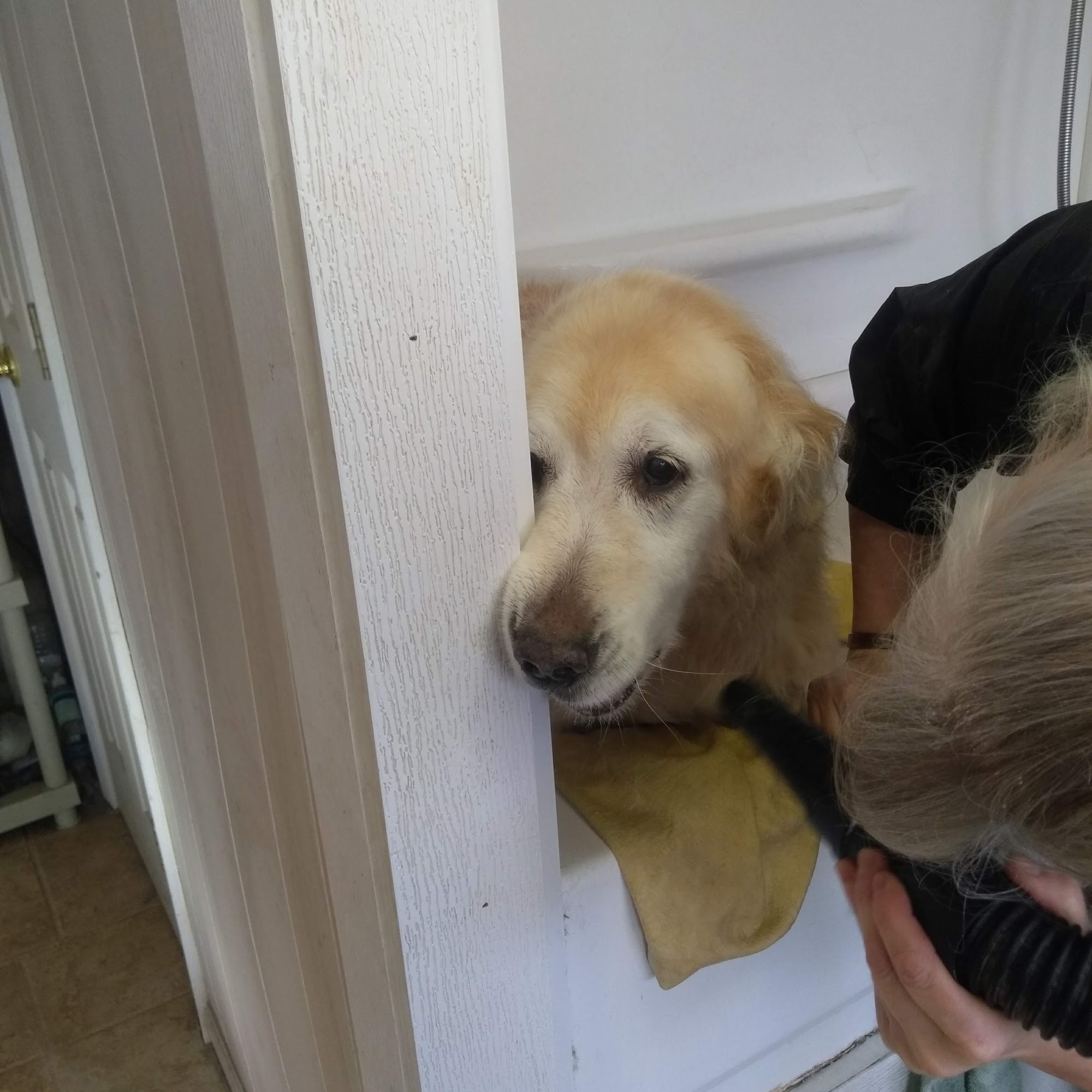 Murphy's Pet Salon North Attleborough