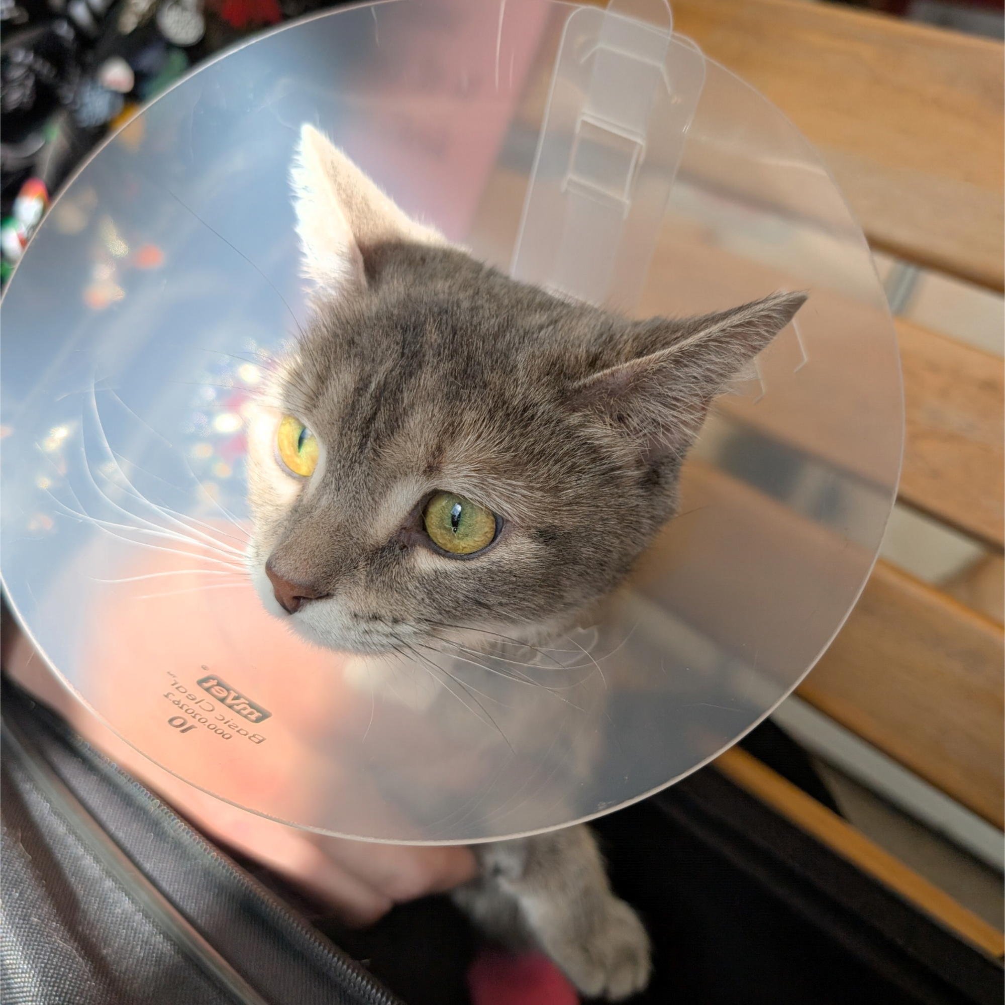 Second Chance Animal Services Community Veterinary Hospital North Brookfield