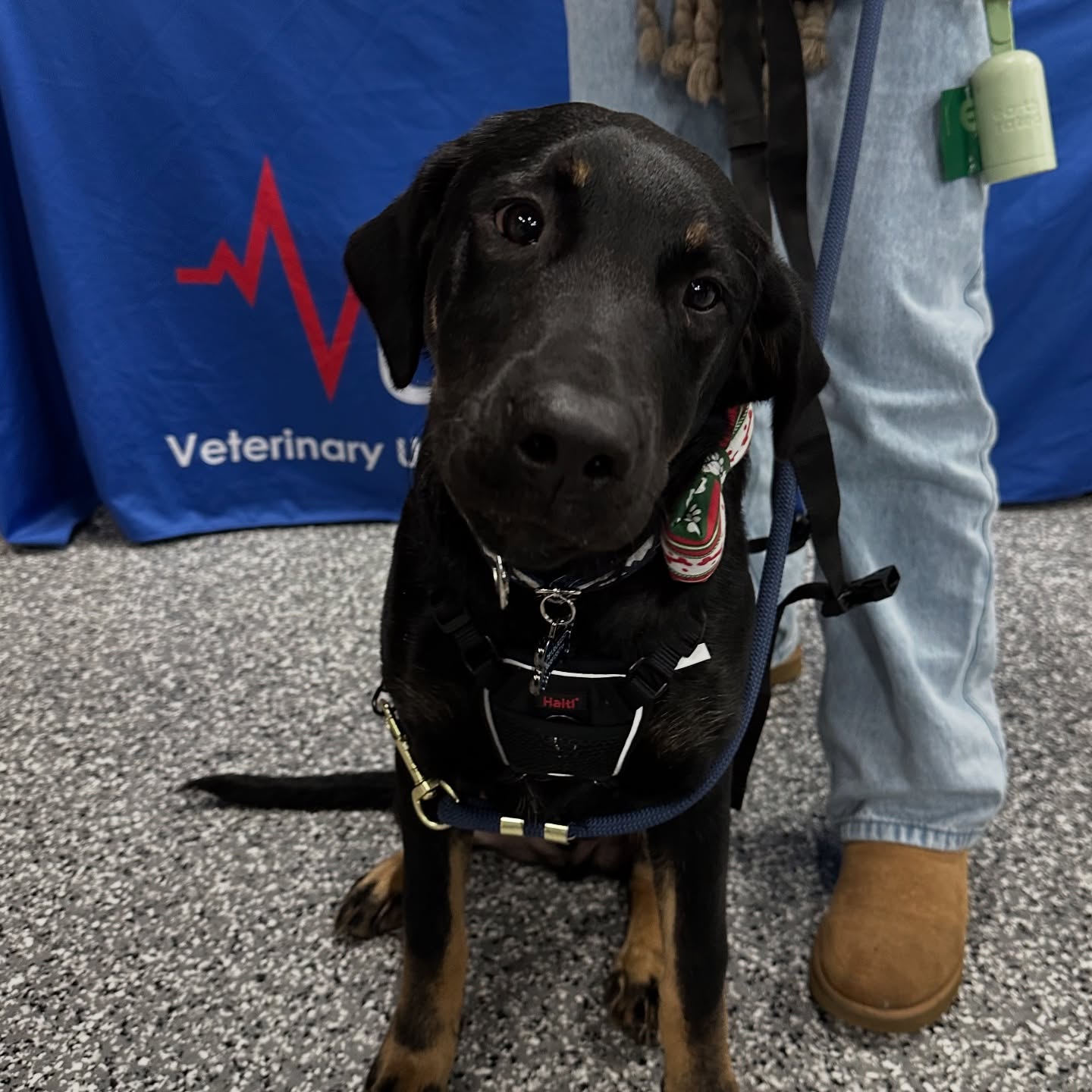 Veterinary Urgent Care Center North Easton