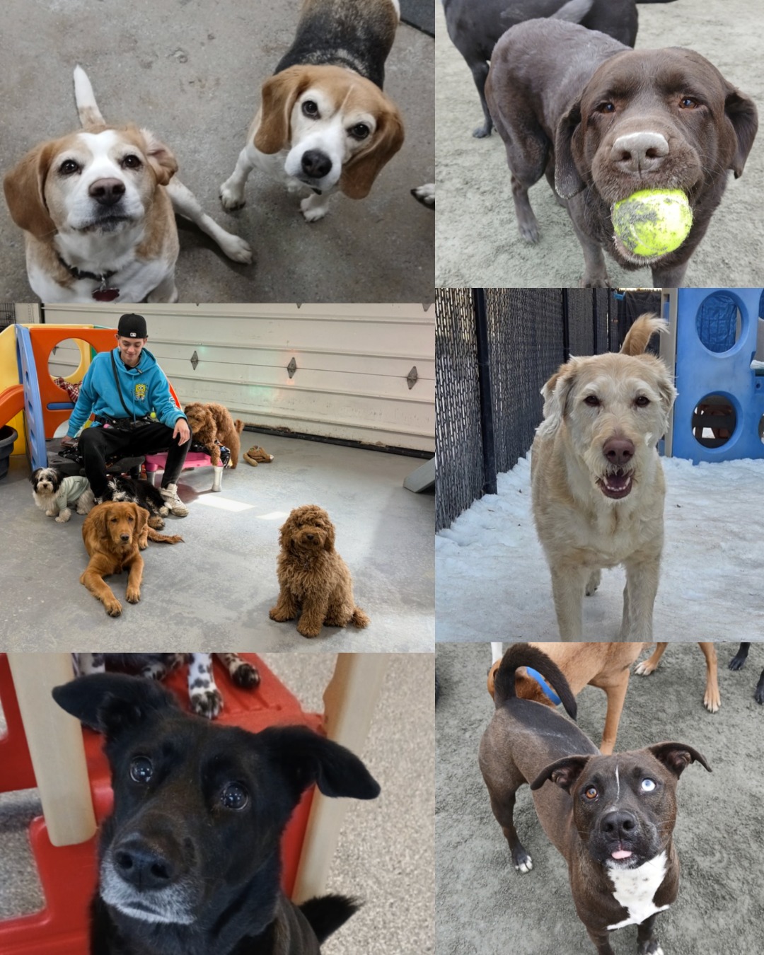 Bark n' Roll North Reading