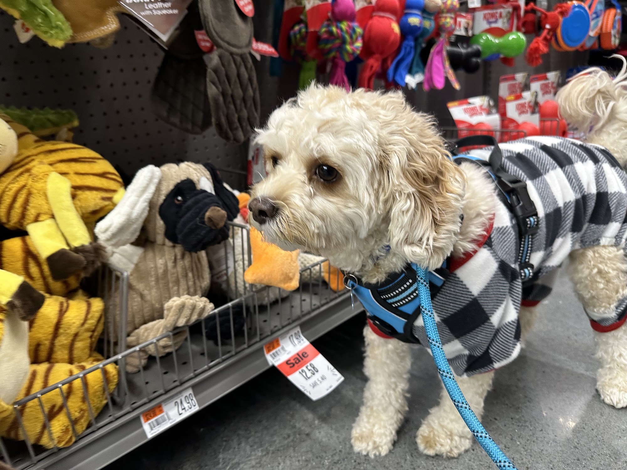 Pet Supplies Plus N. Reading North Reading