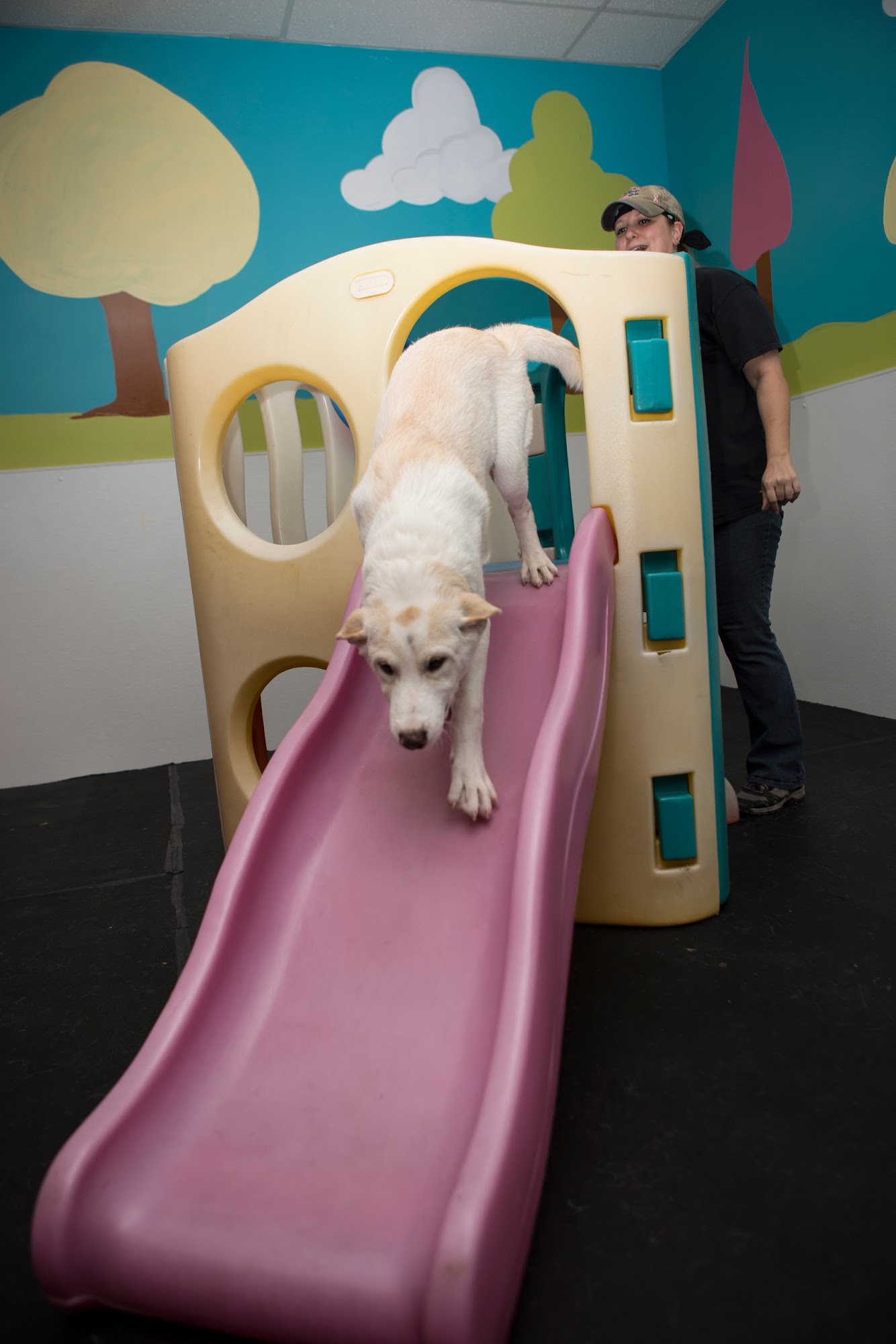 The Good Dog Spot Inc Northampton