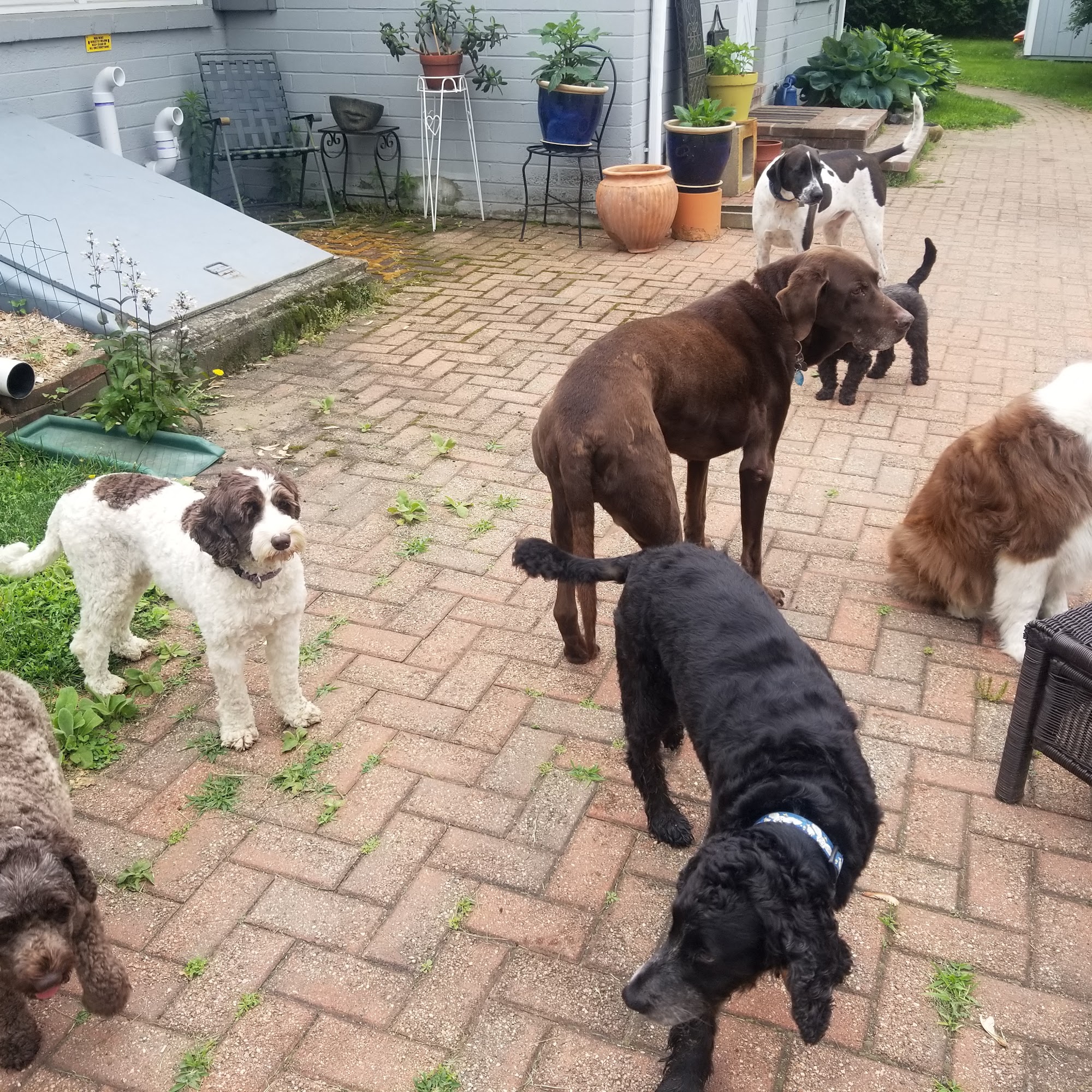 Happiest Paws In Town Pet Service Northampton