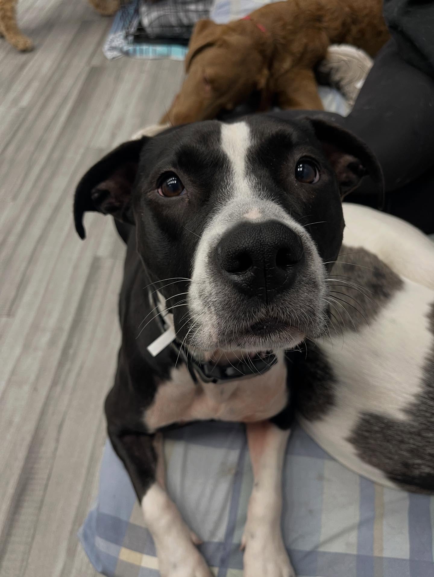 Dottie's Doggy Daycare & Grooming Northborough