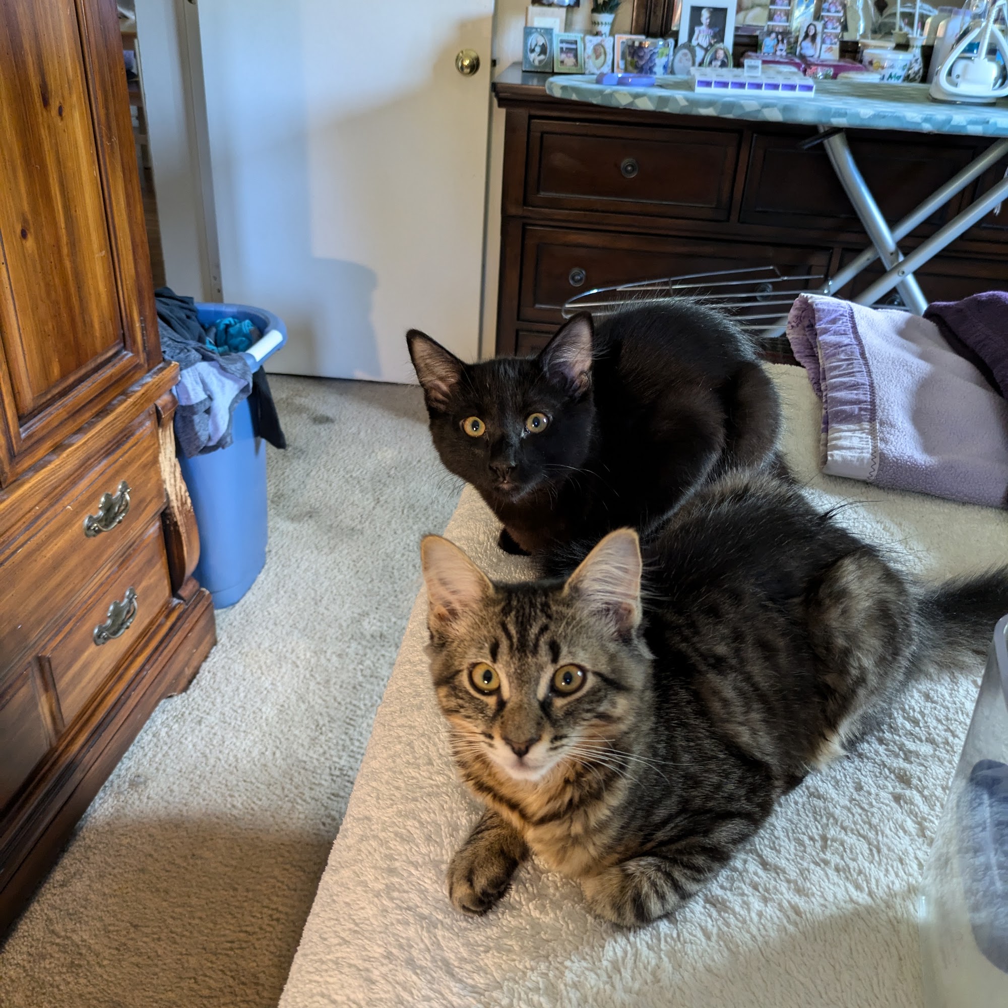 Norton Animal Hospital Norton