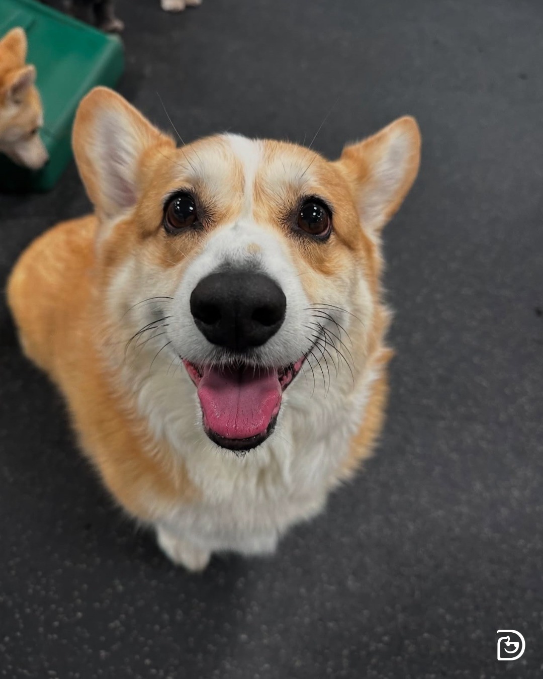 Dogtopia of Norwell Norwell