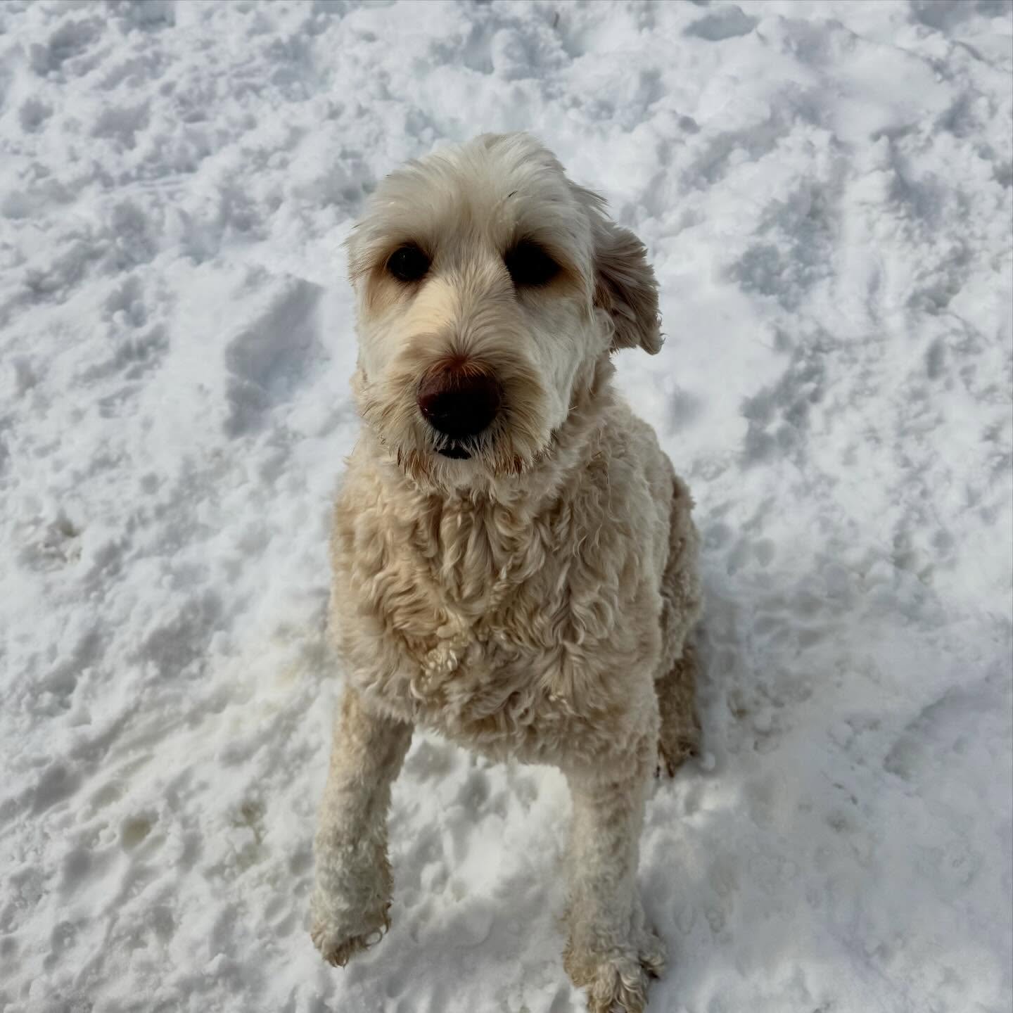 Golden Ridge Norwood Norwood