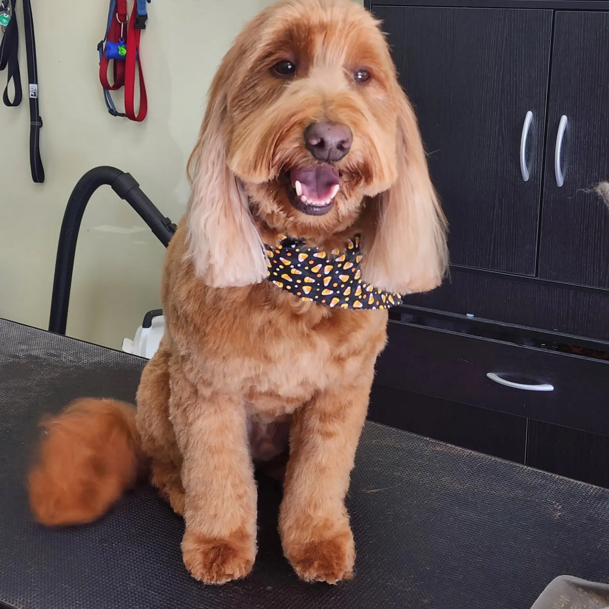 Precision Paws Dog Grooming Norwood