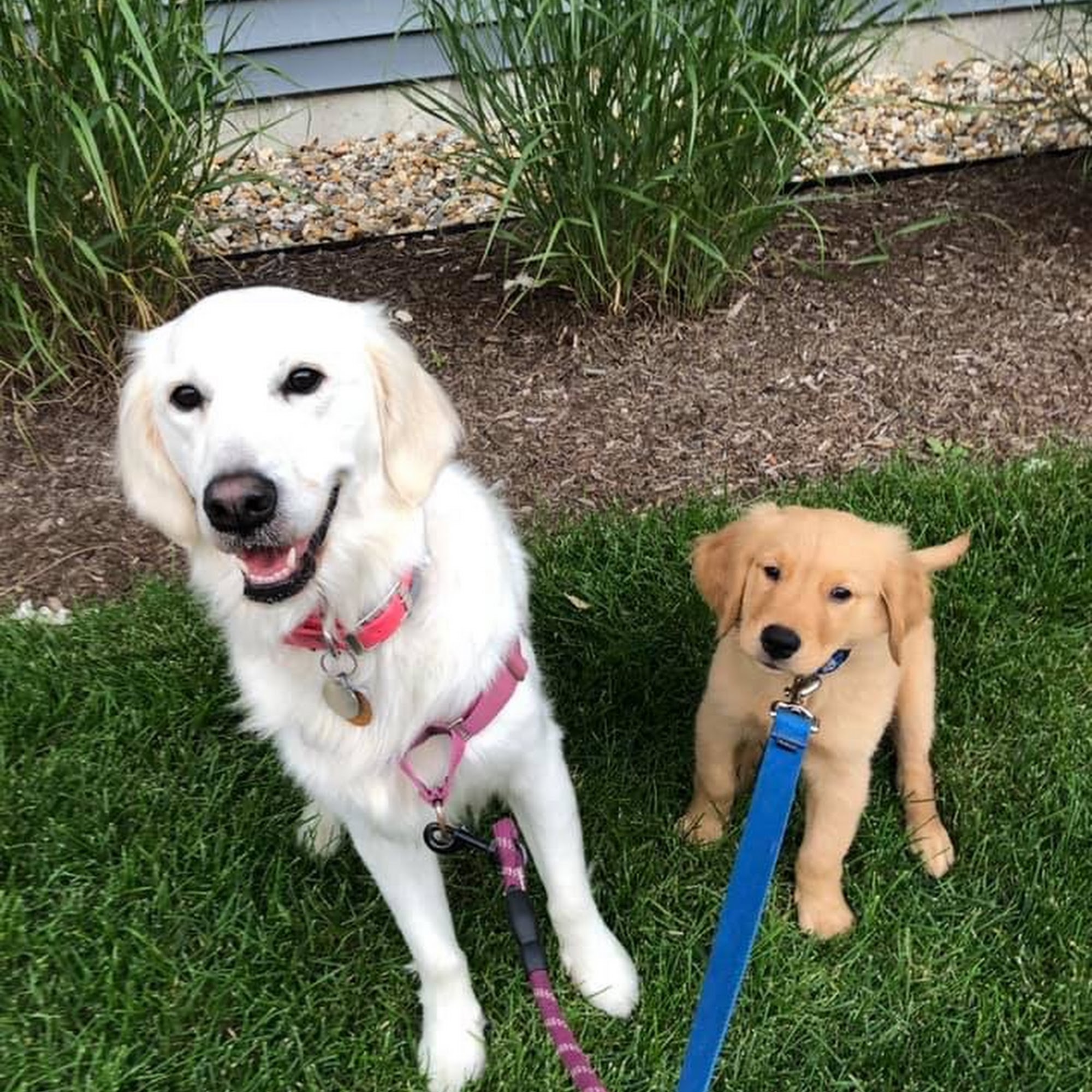 The Lucky Leash Dog Walking and Pet Care Services Norwood