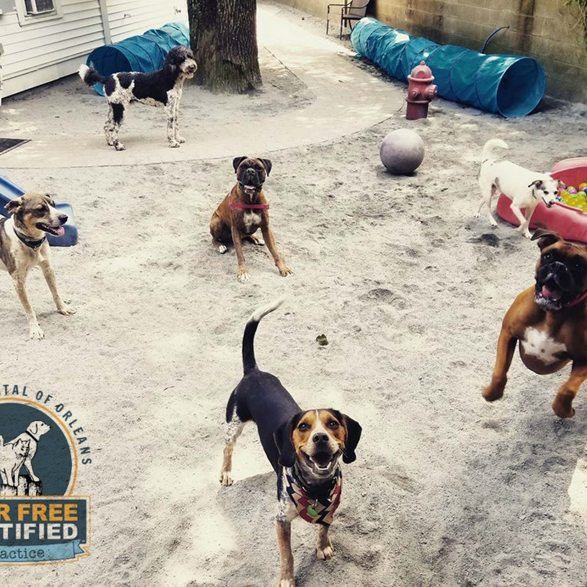 Animal Hospital of Orleans Orleans