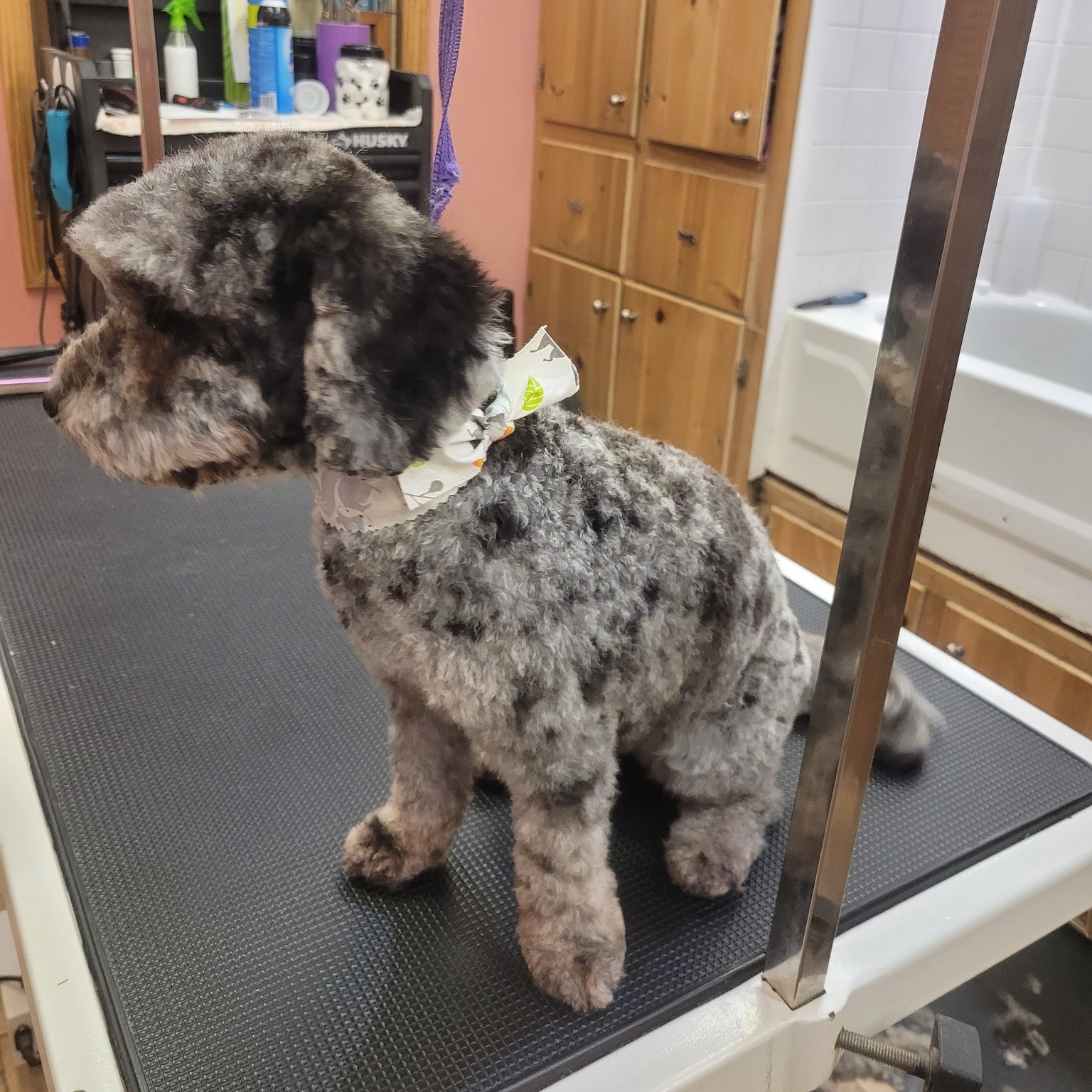 Precious Furs Pet Resort Oxford