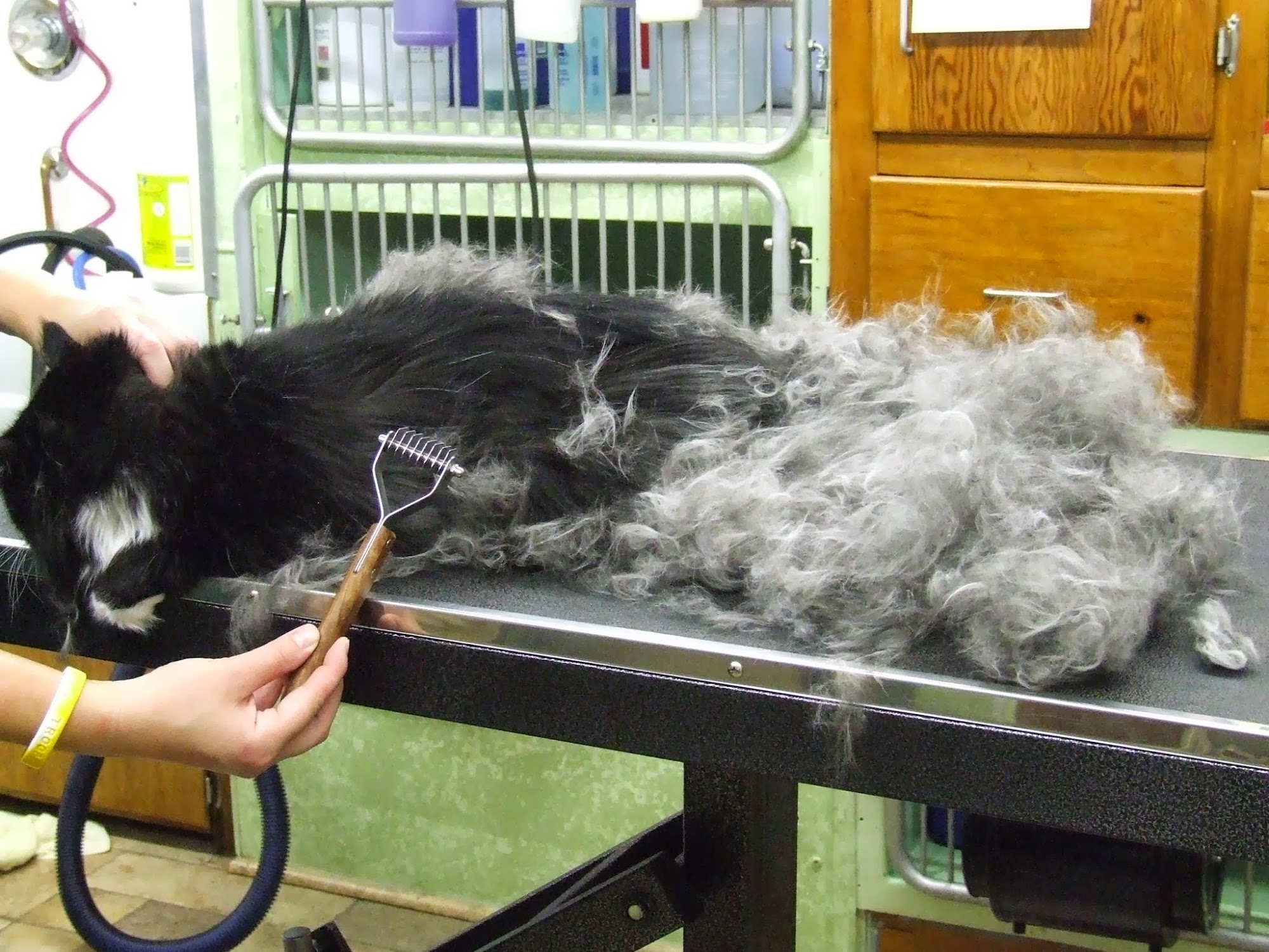 Precious Furs Pet Resort Oxford