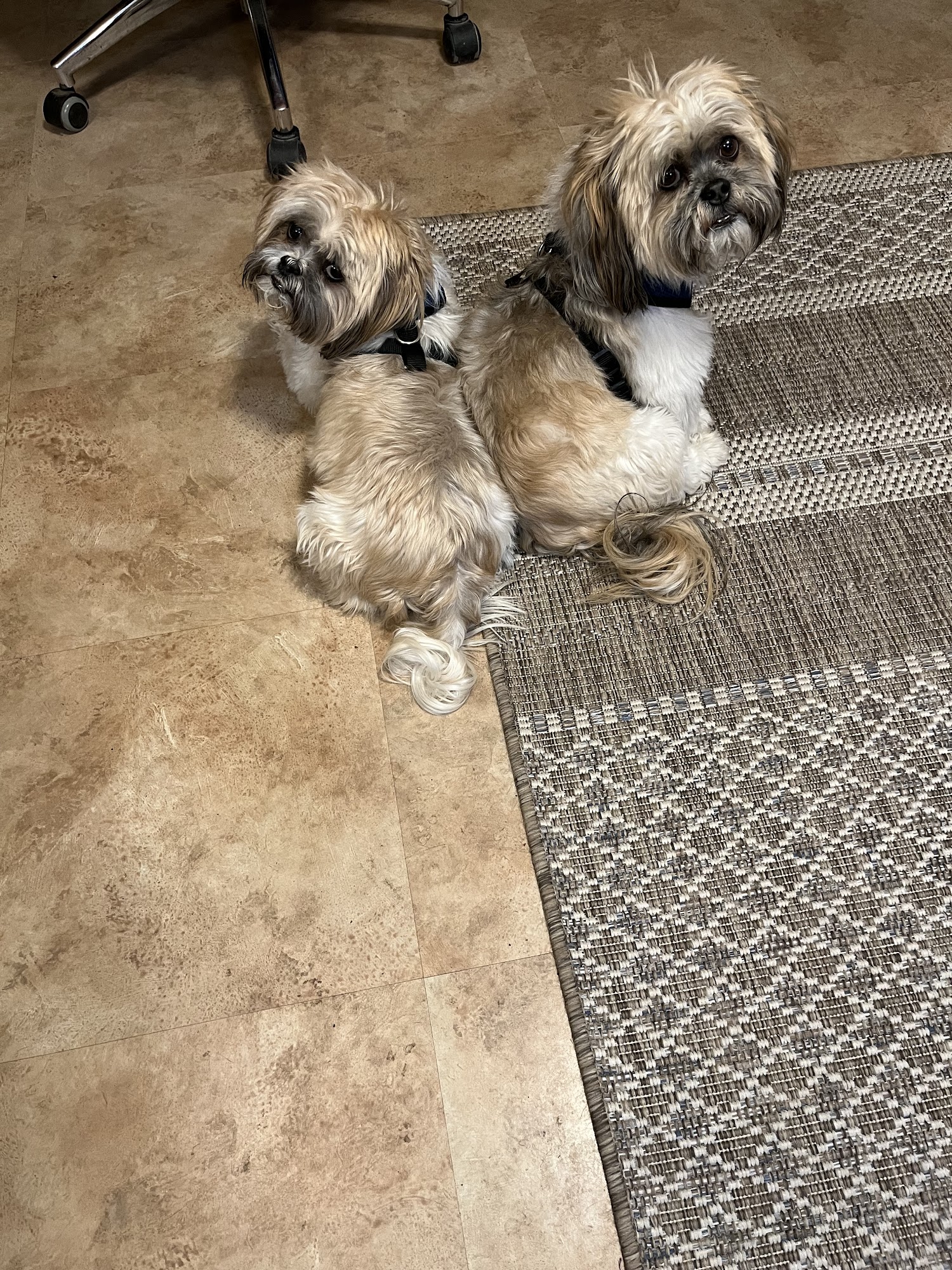 VCA Palmer Animal Hospital Palmer