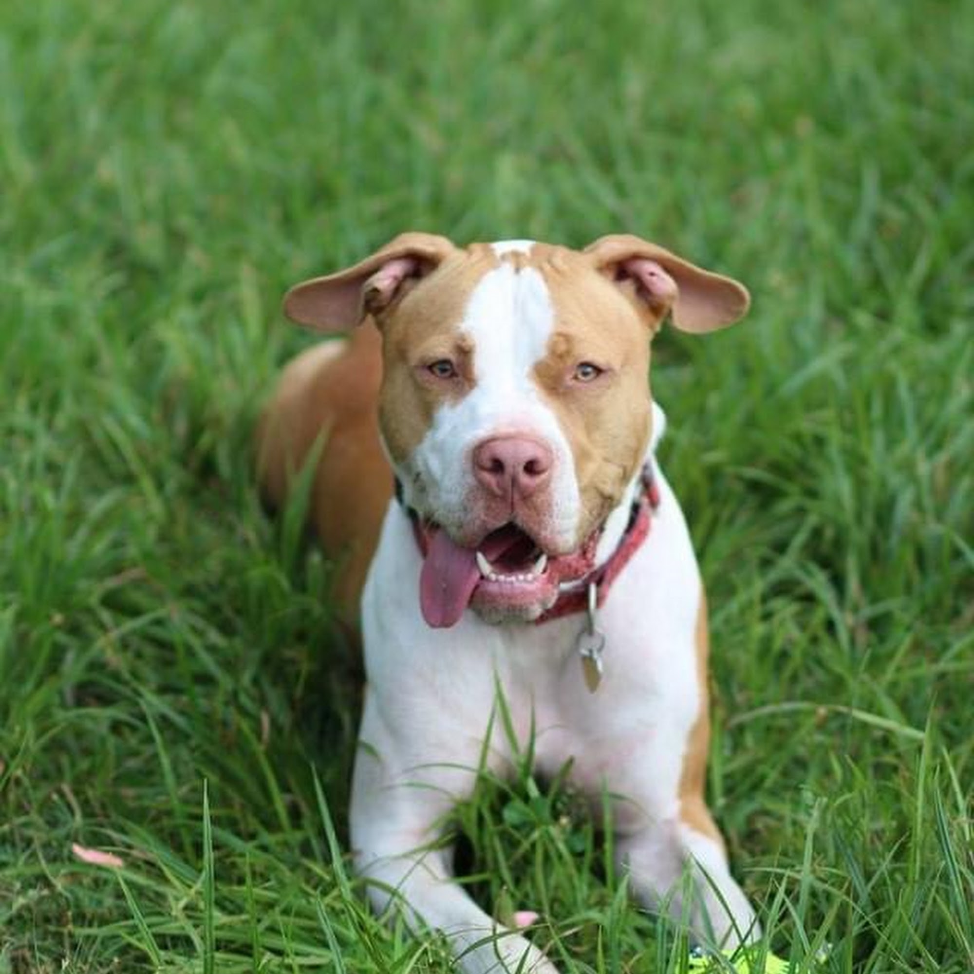 All Paws Pet-Salon Palmer