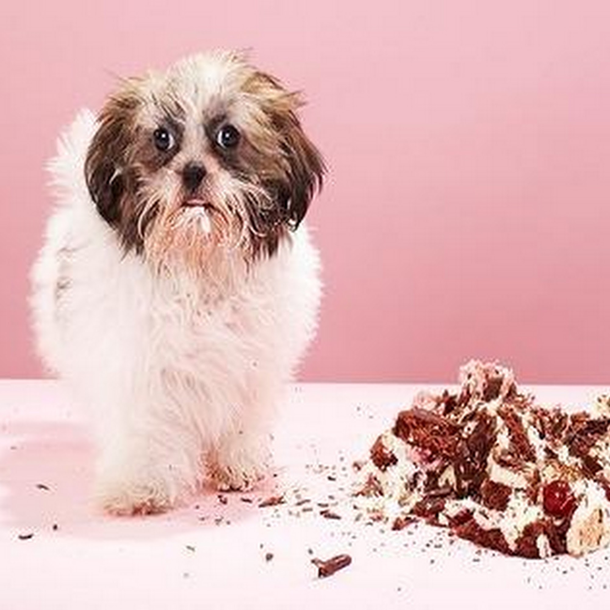 Paxton Animal Hospital Paxton