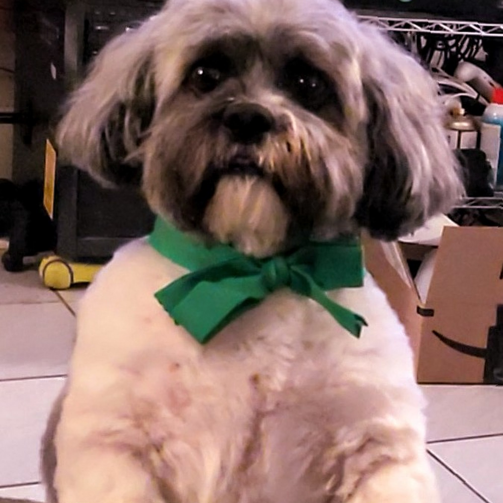 Northeast Veterinary Hospital Peabody