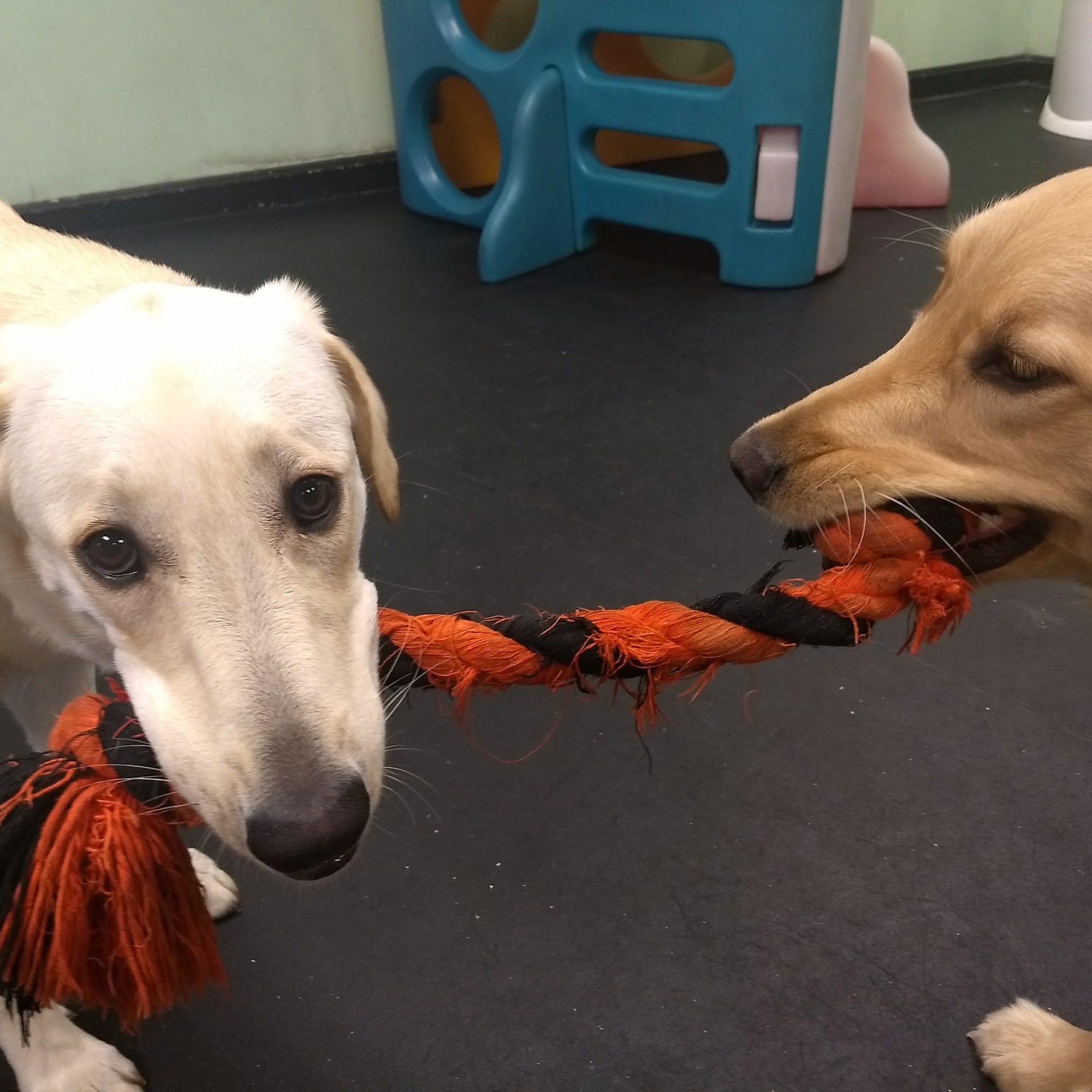 RiverDog Peabody Peabody