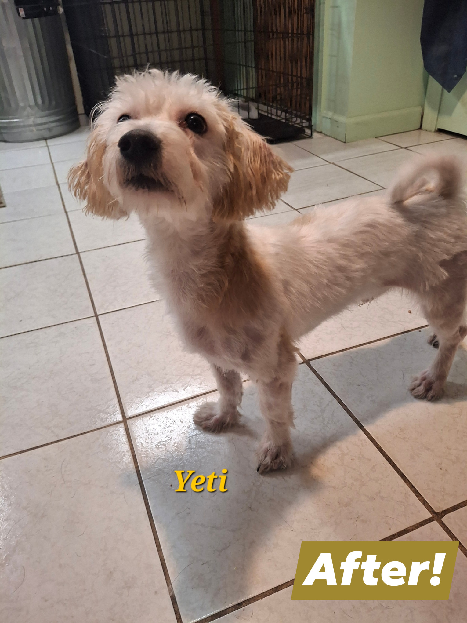 The Dogmother, LLC Peabody