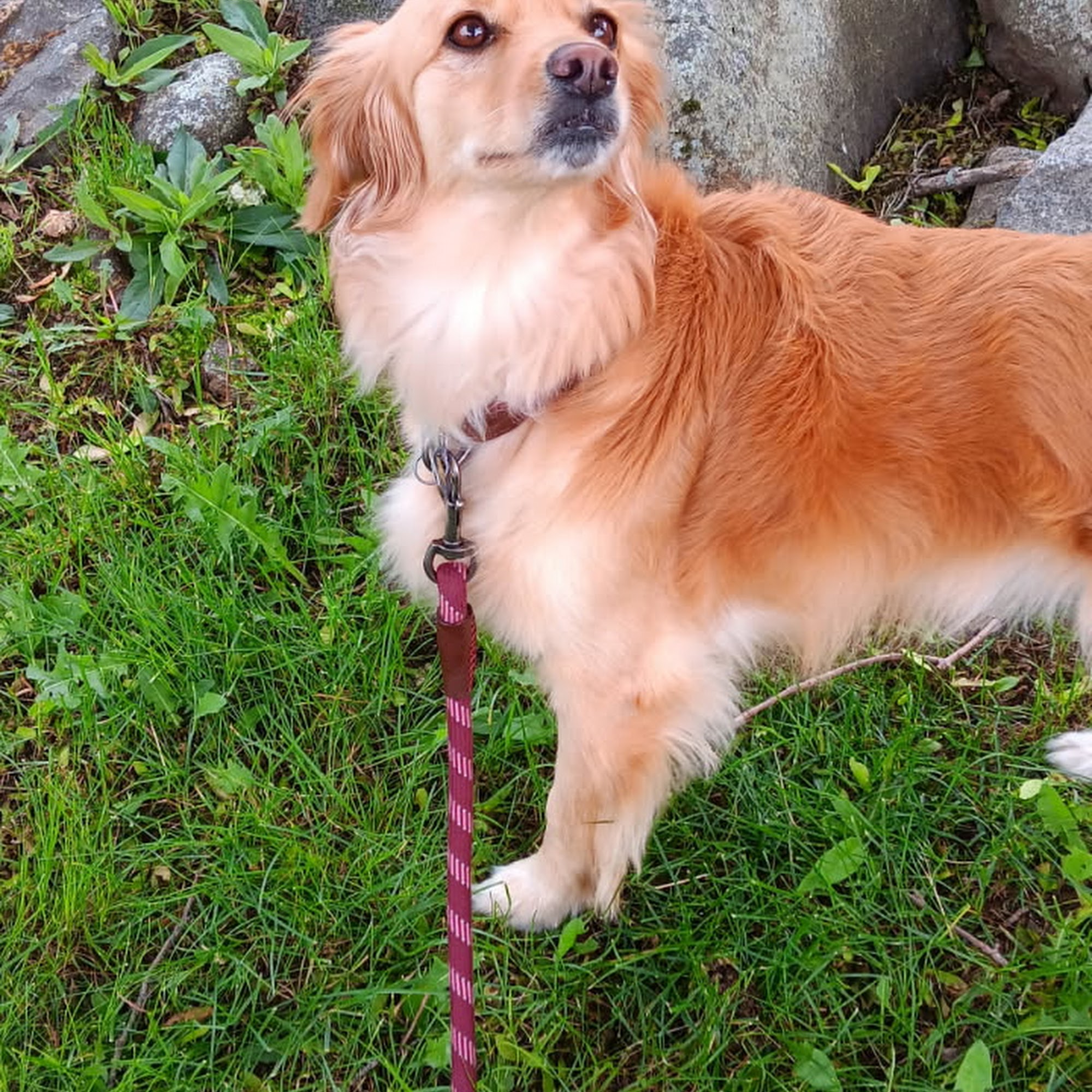 Paws and Purrs Peabody