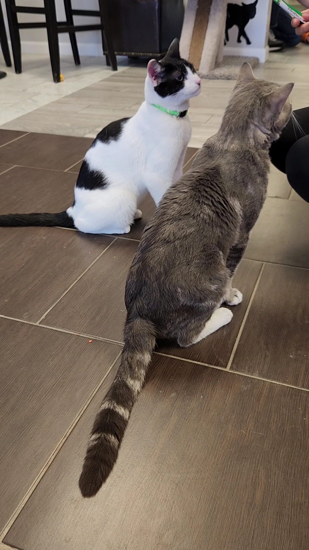 Kitty Cat Cafe and Adoption Lounge Inc Peabody