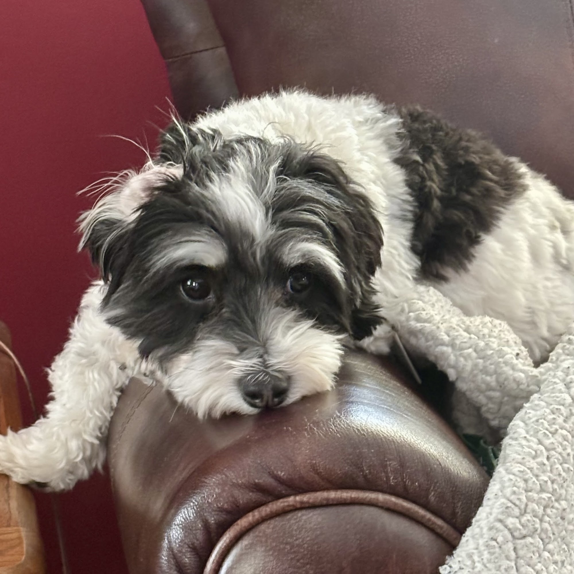 Pembroke Animal Hospital Pembroke