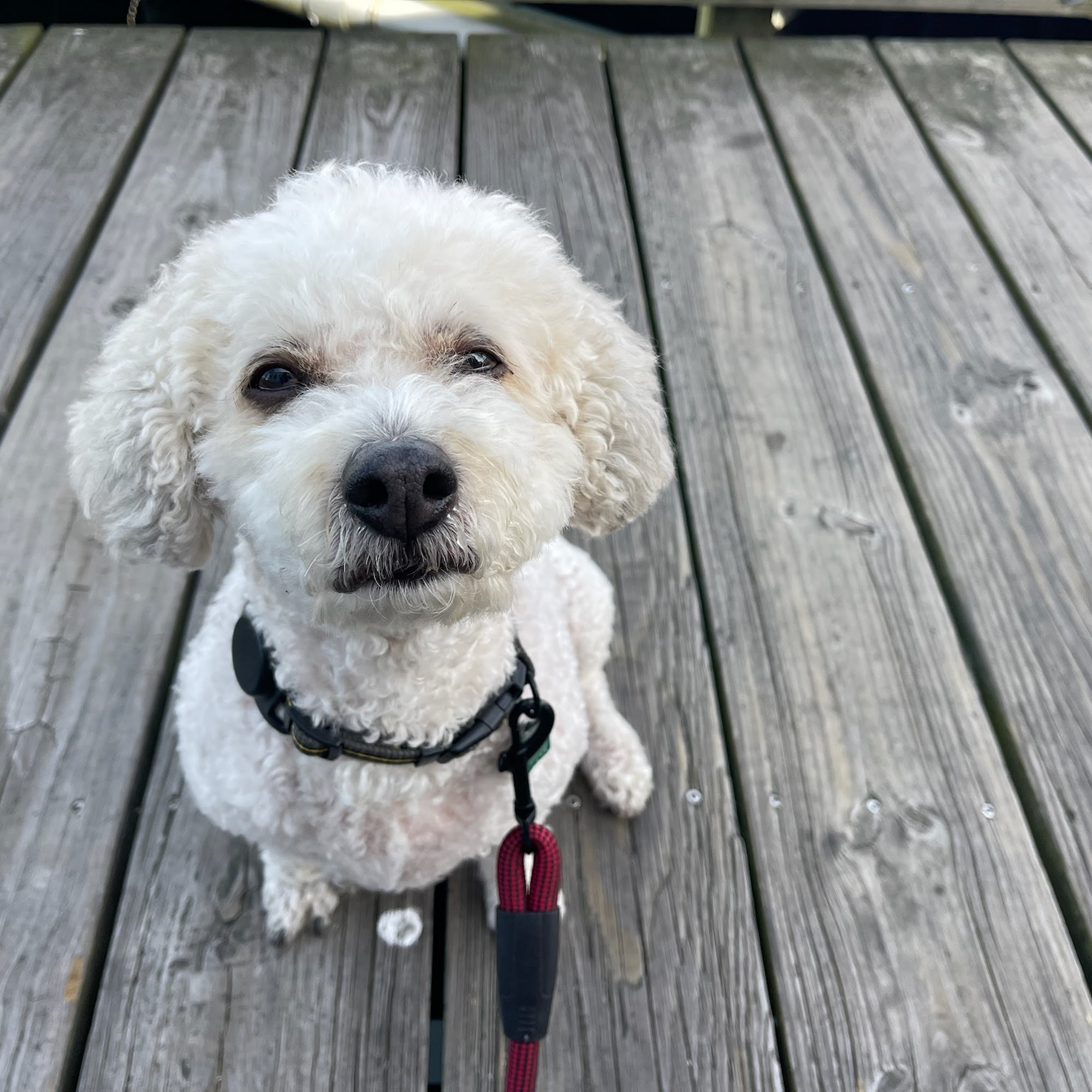 Blue Ribbon Veterinary Services Pembroke