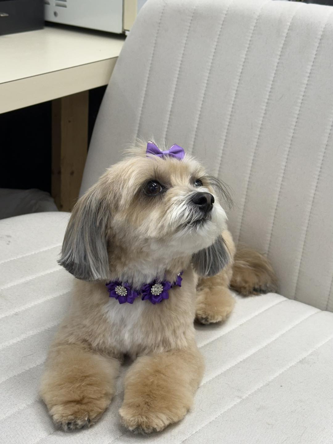 In Style Dog Grooming Pembroke
