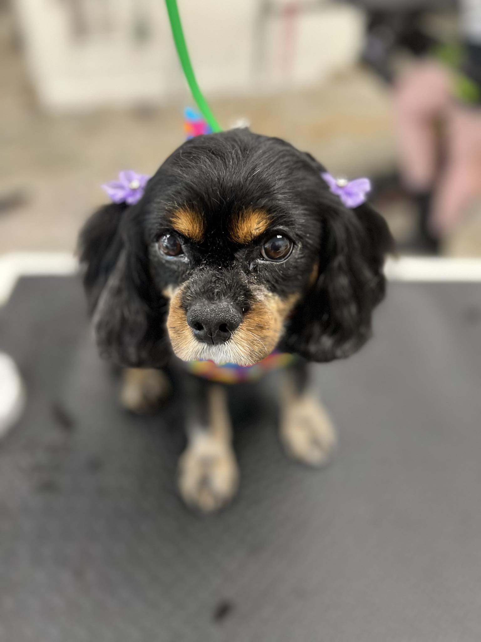 In Style Dog Grooming Pembroke