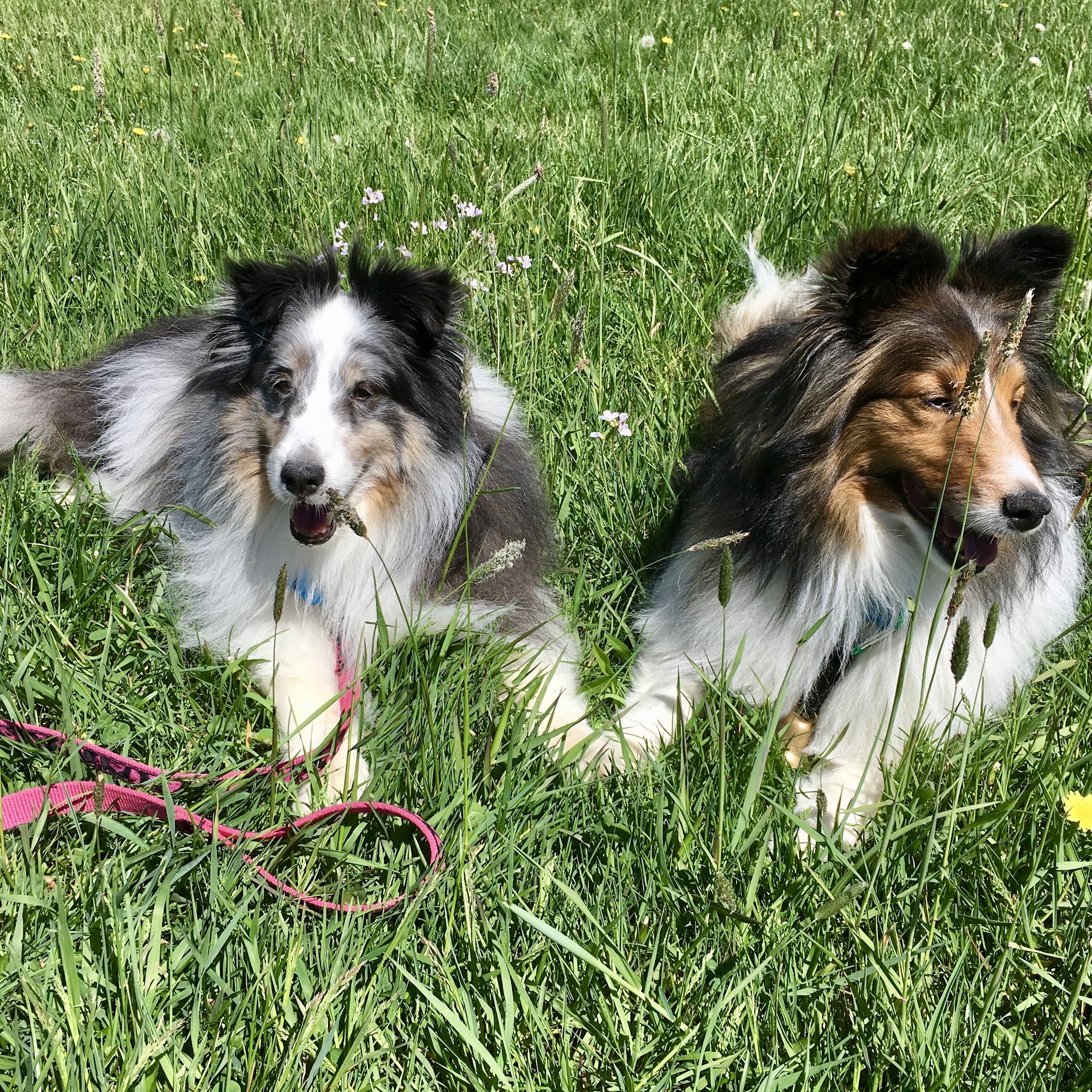 Berkshire Veterinary Hospital Pittsfield