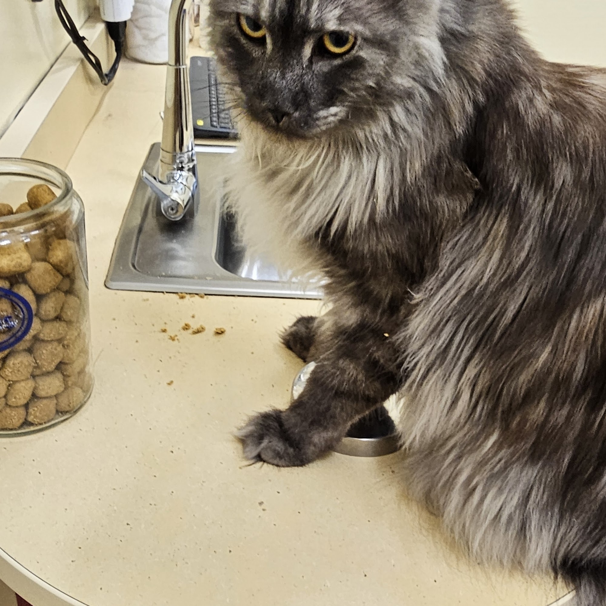 Pittsfield Veterinary Hospital Pittsfield