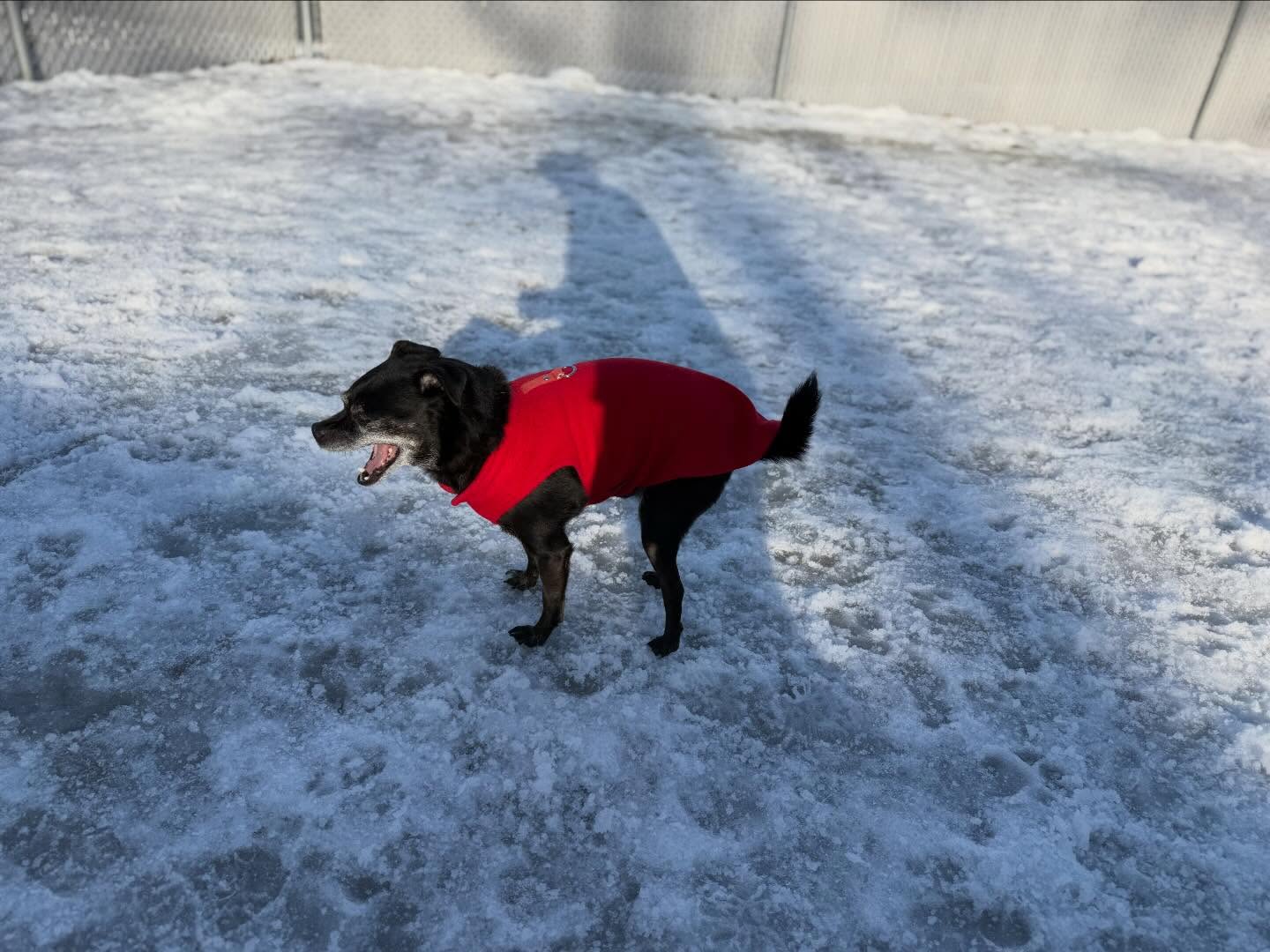 Animal Inn Of The Berkshires Pittsfield