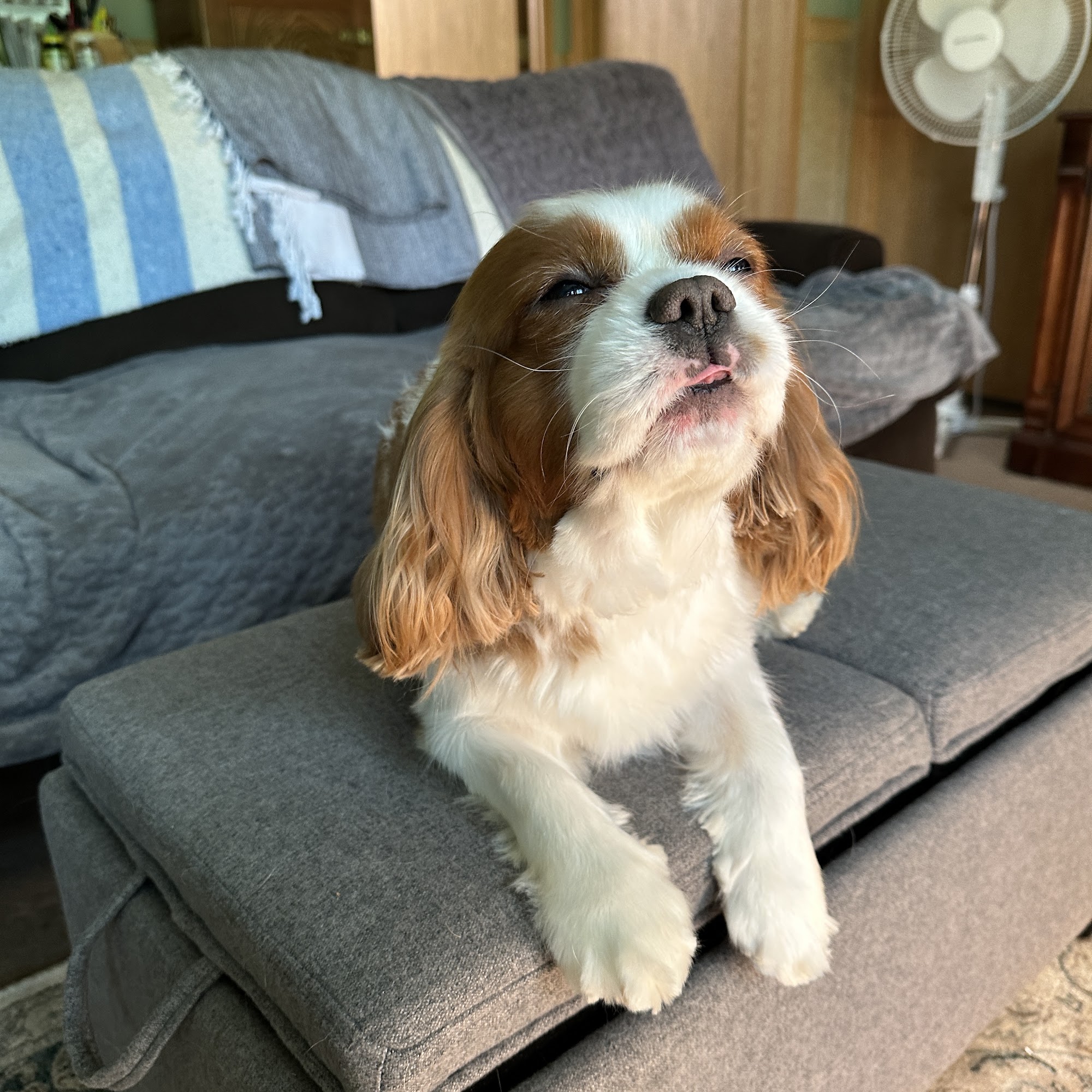 Pampered Pup Dog Day Spa Pittsfield