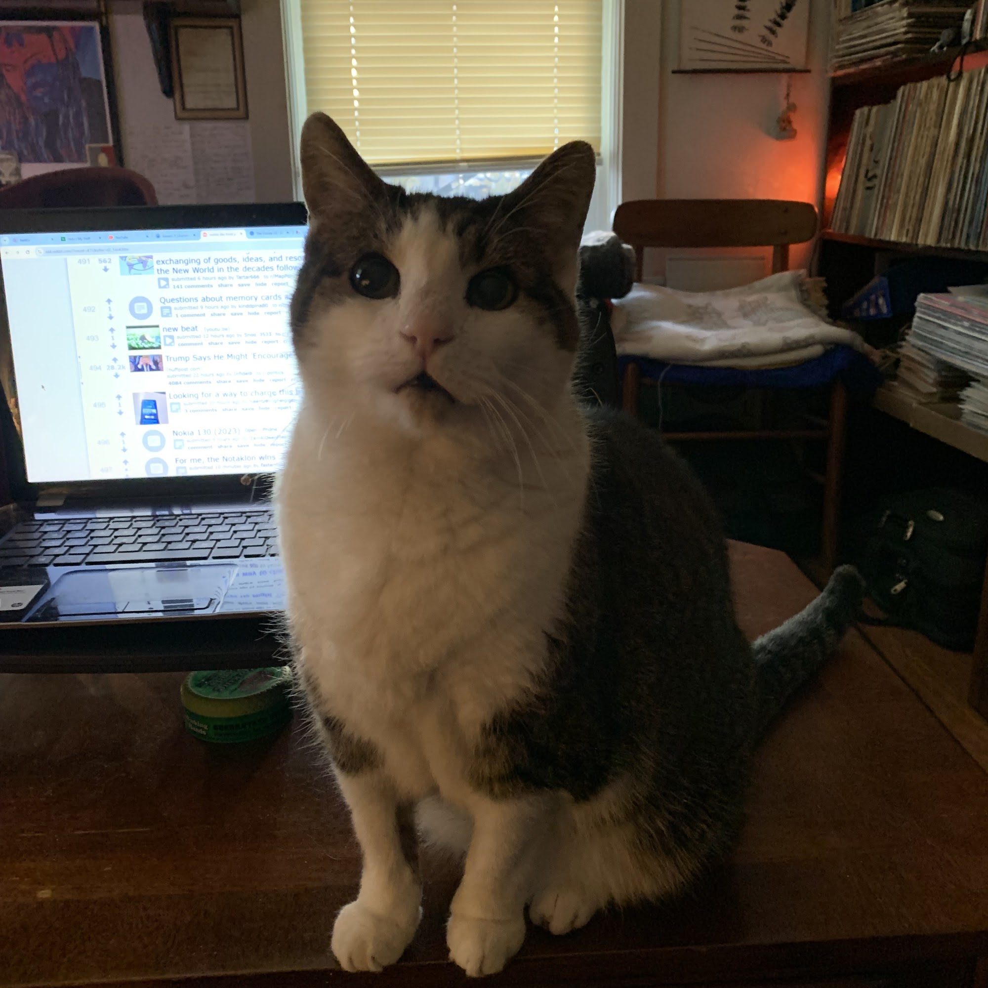 DeWitt Animal Hospital Plainville