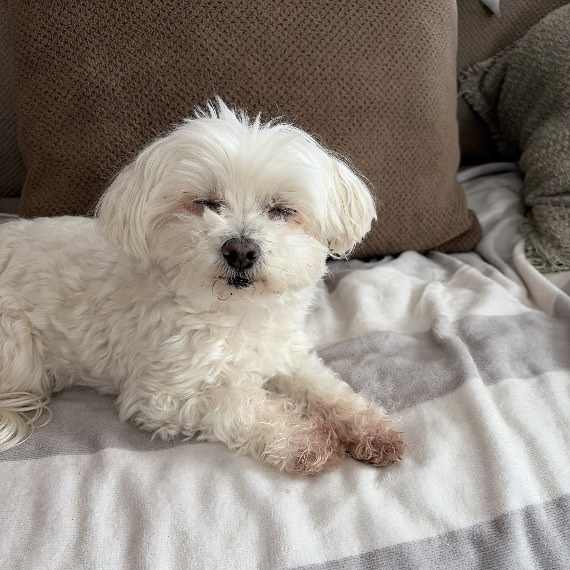 Animal Health Center Inc Plainville