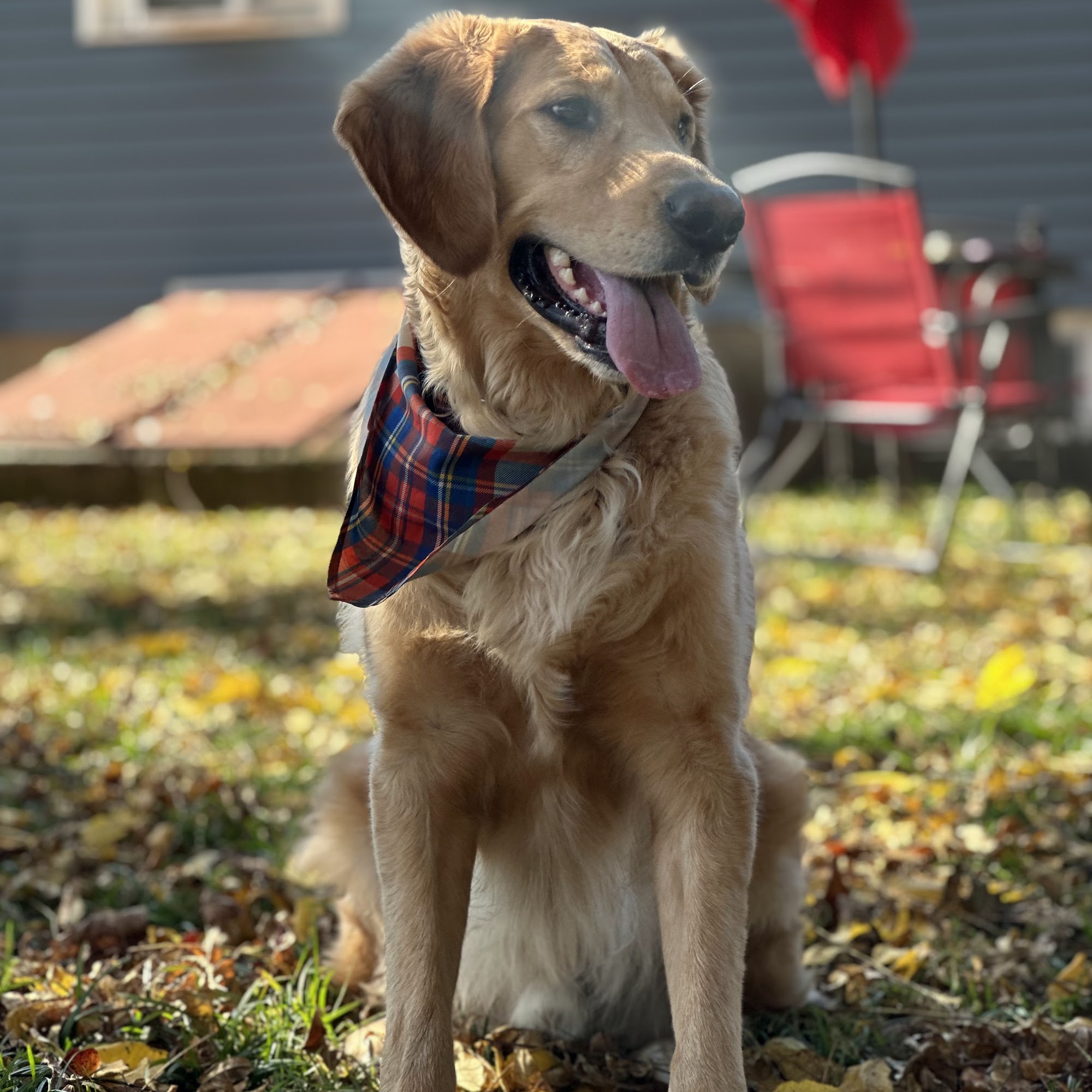 Peaceful Paws Pet Care LLC Plainville