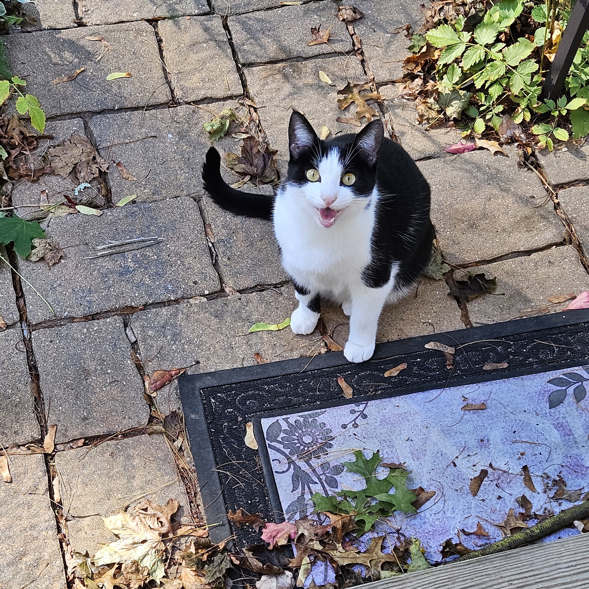 Pilgrim Animal Hospital Plymouth