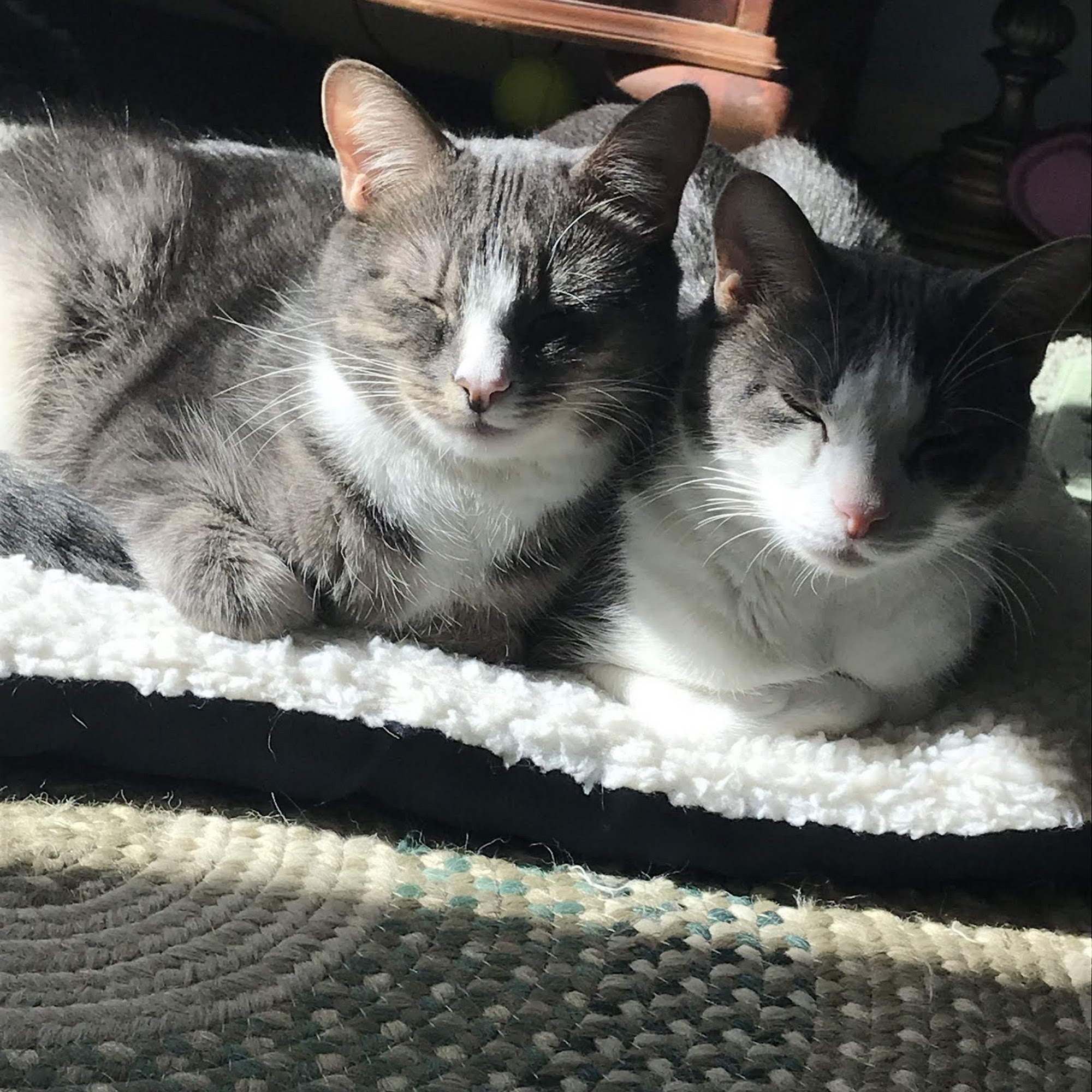 Cat Clinic of Plymouth Plymouth