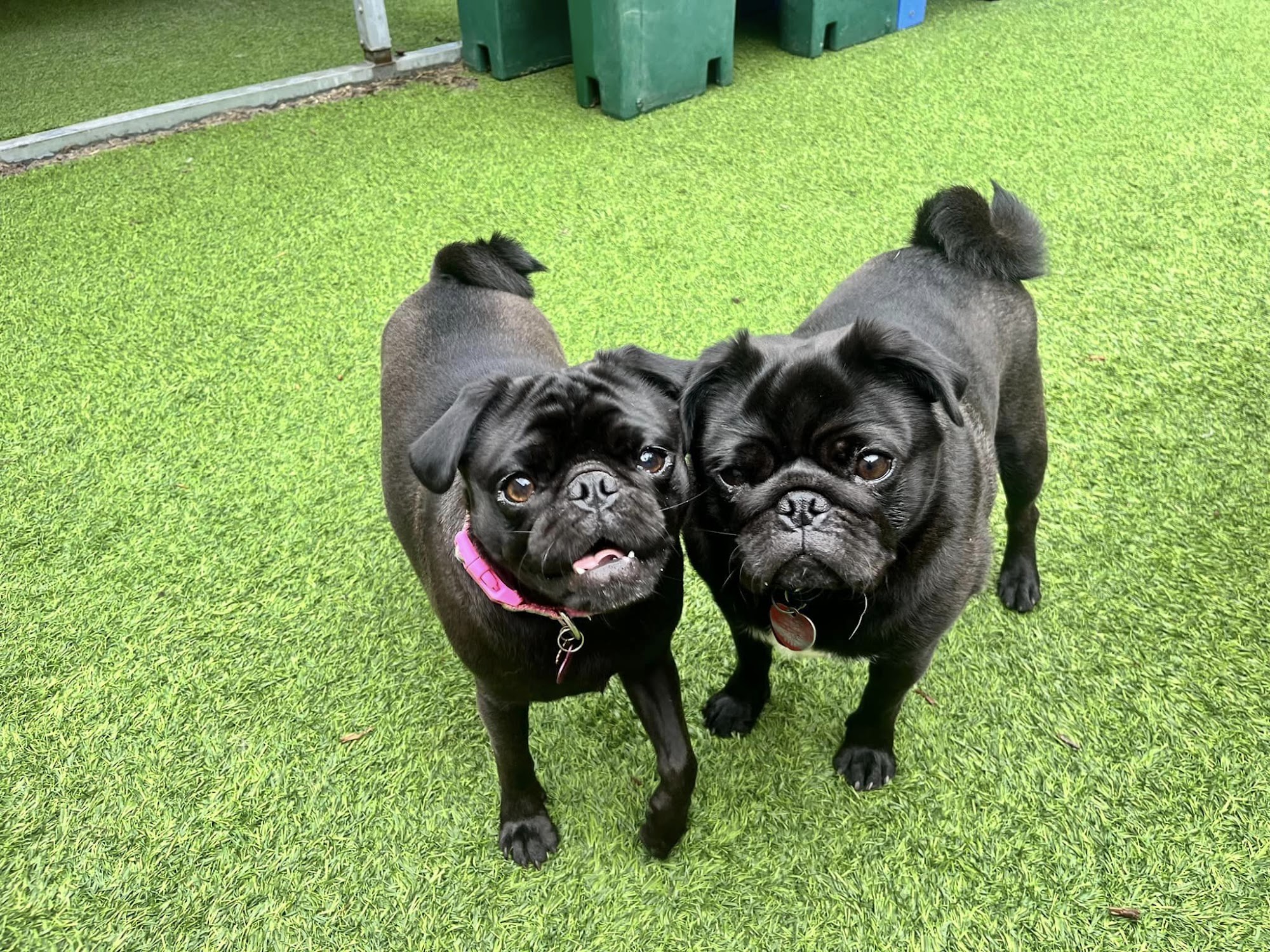 Beach Dogz Daycare & Enrichment Center Plymouth