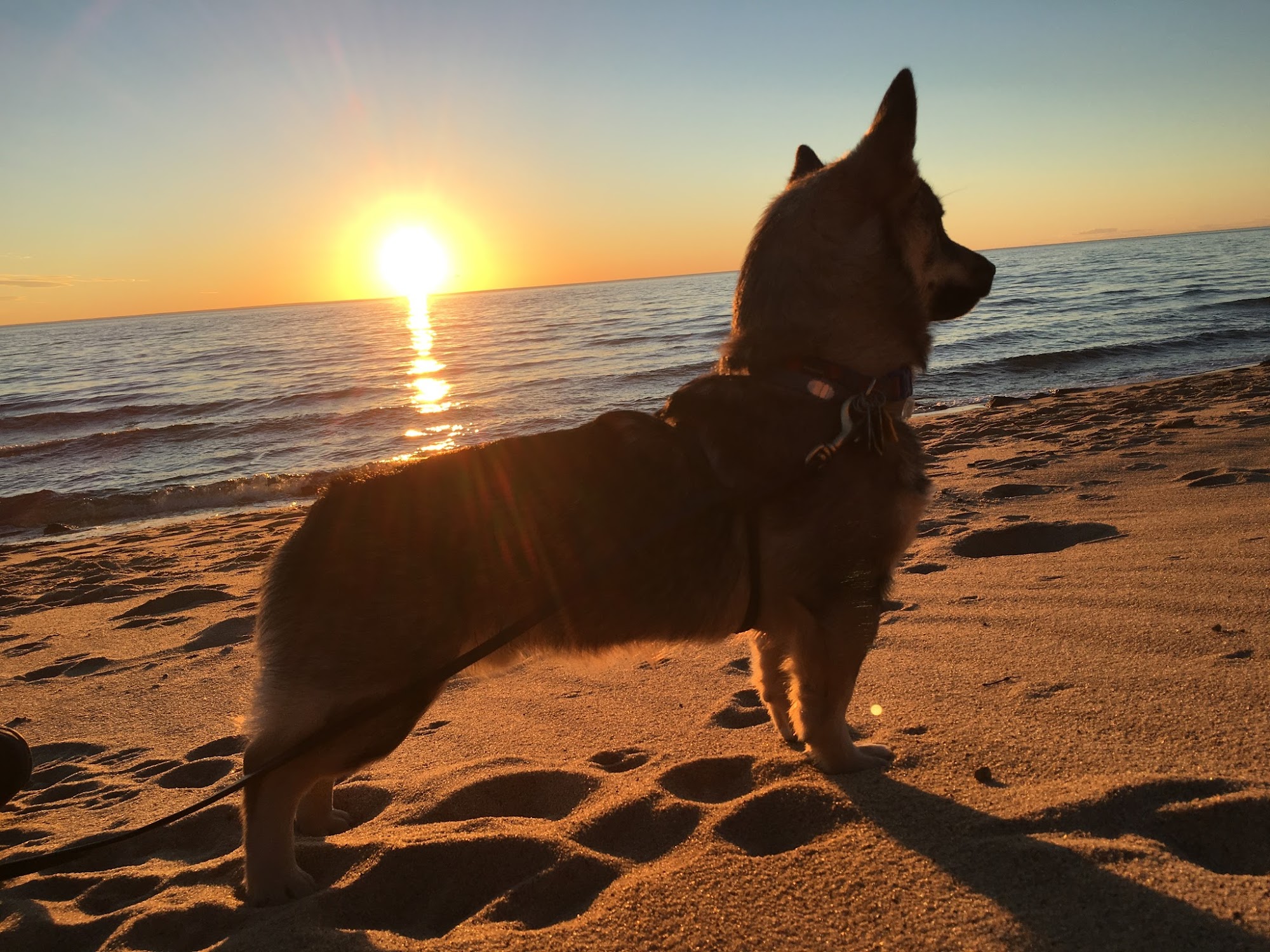 Herring Cove Animal Hospital Provincetown