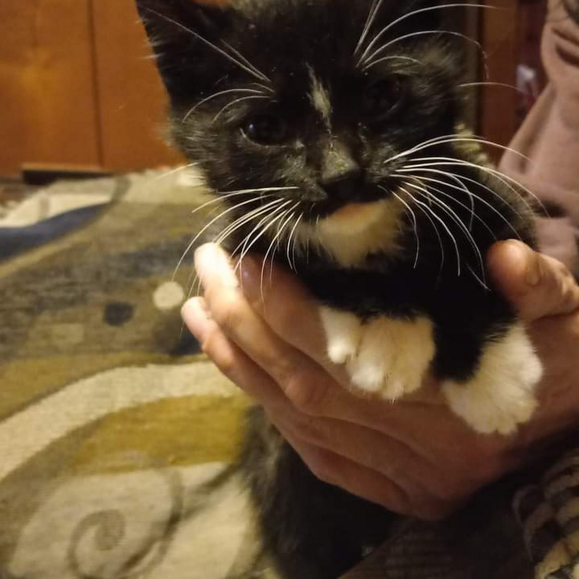 Bristol County Animal Clinic-Jenna Dale, D.V.M Raynham