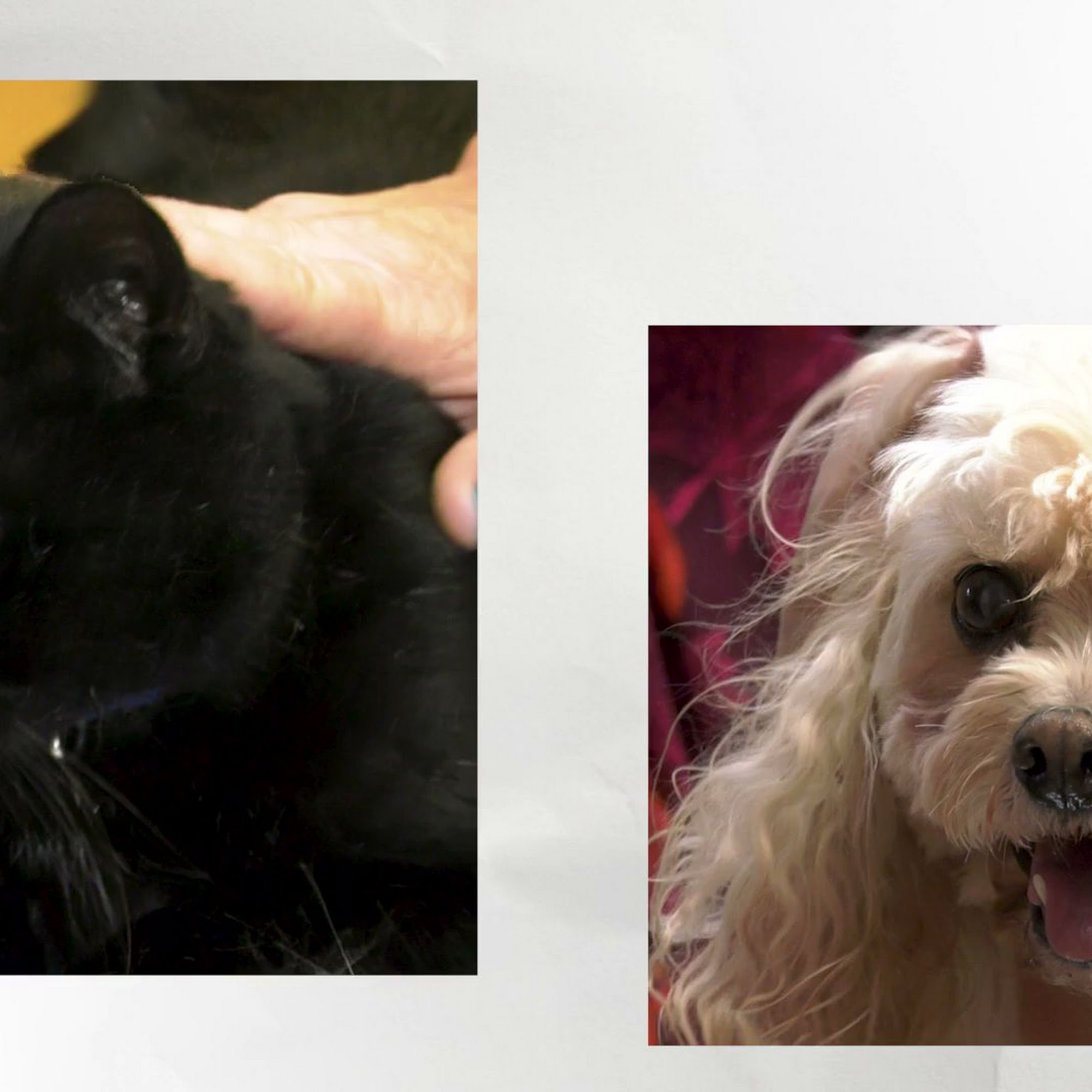 Raynham Veterinary Hospital, Inc. Raynham