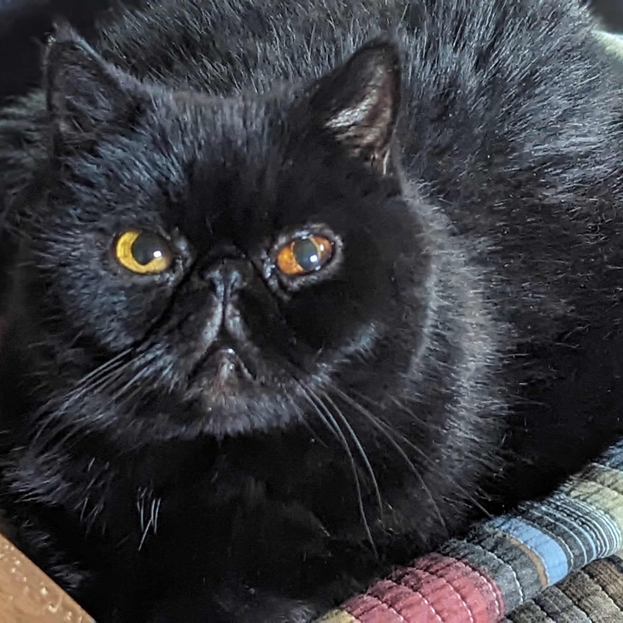 Abbott Animal Hospital Rehoboth