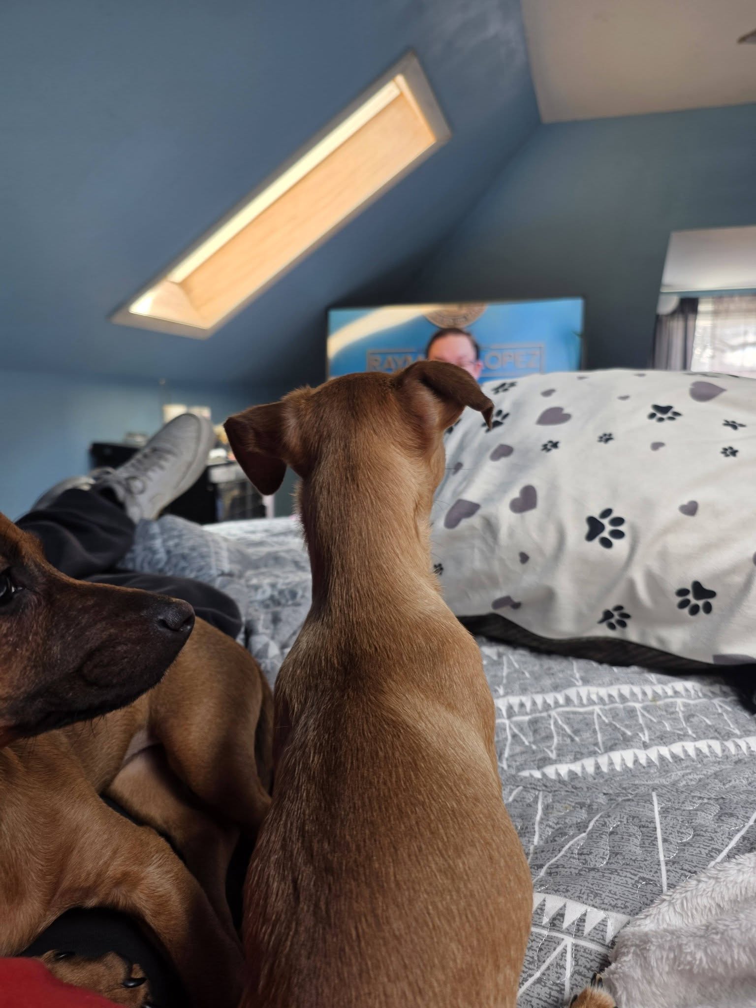 Neighborhood Pet Care Rehoboth