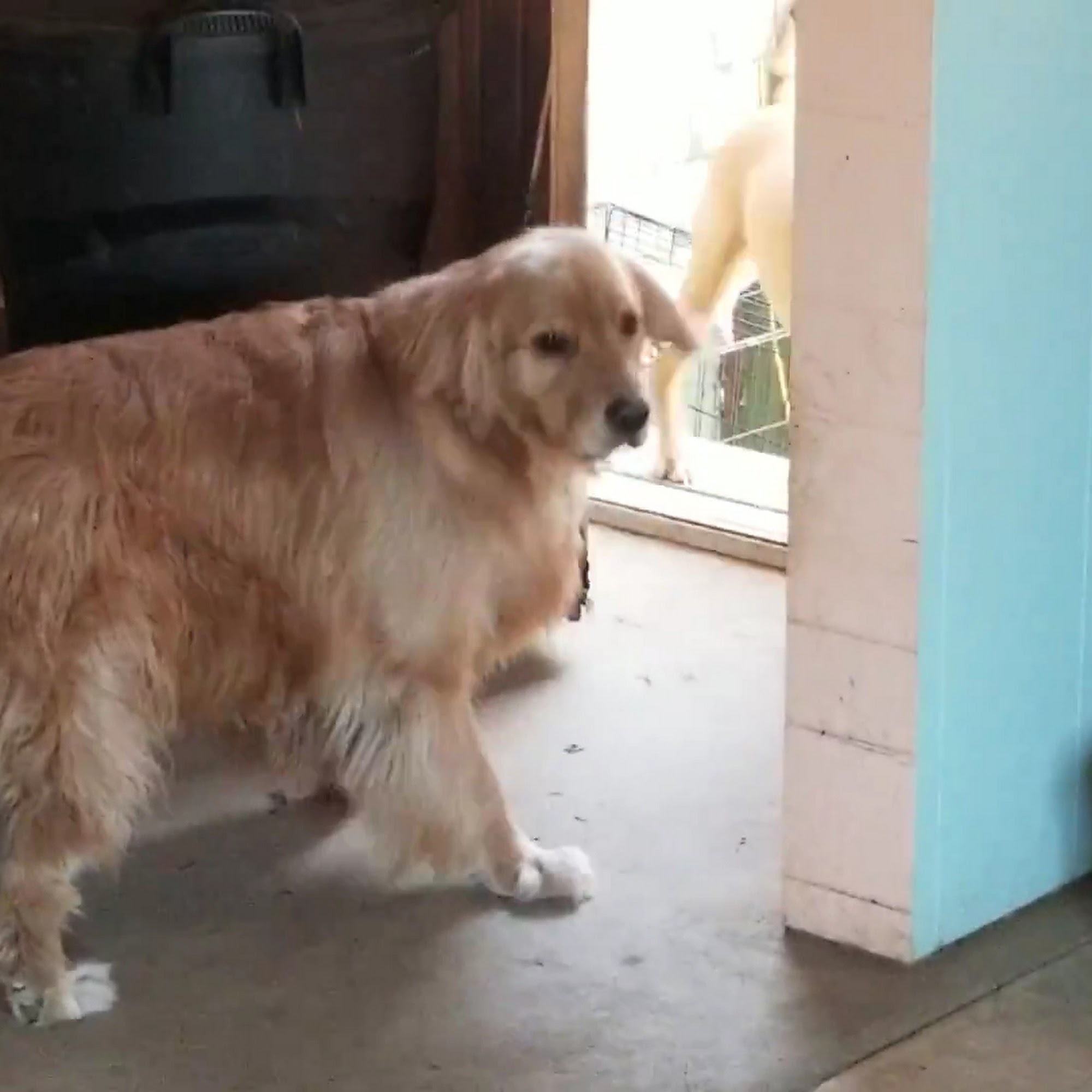 Neighborhood Pet Care Rehoboth