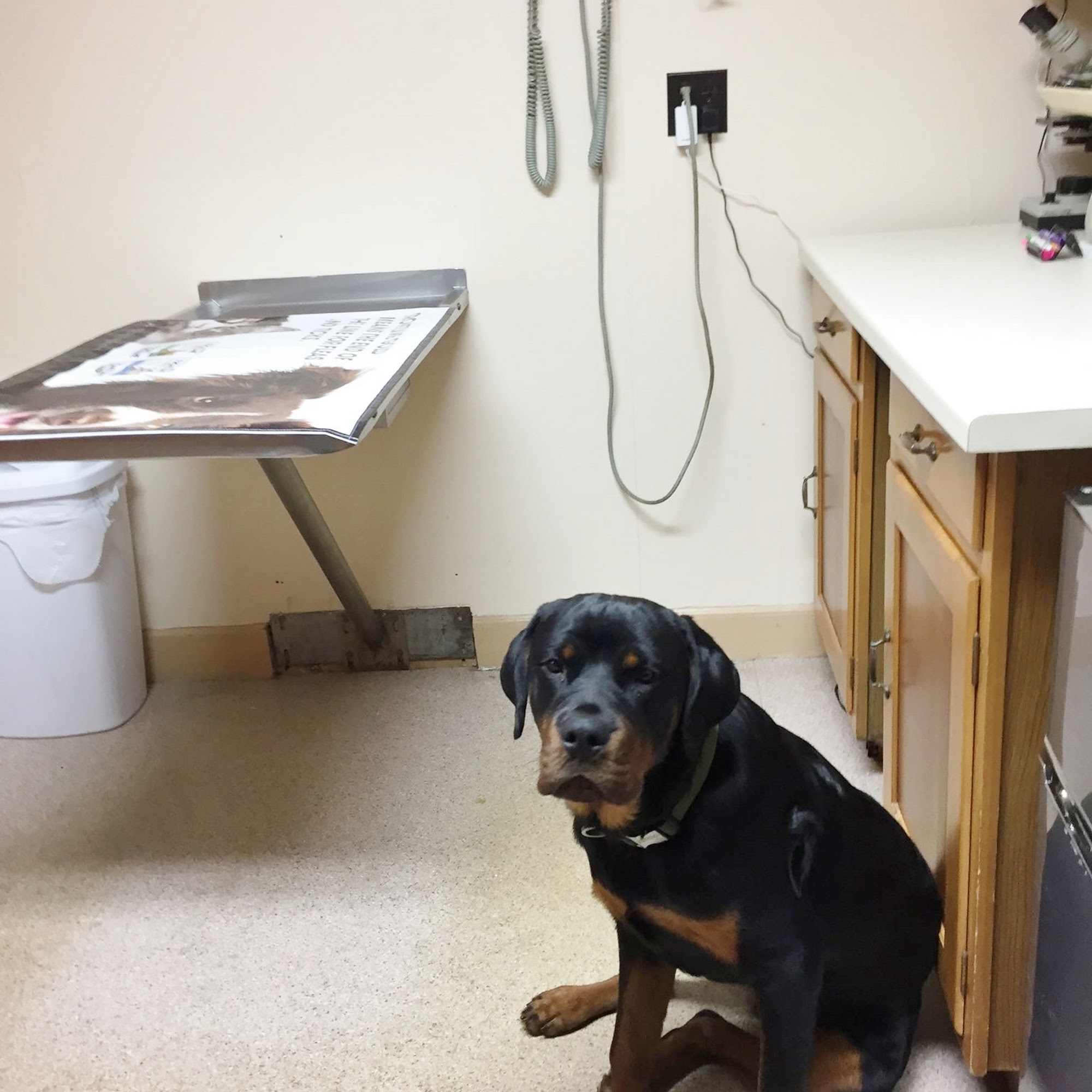 TLC Animal Hospital Rehoboth Rehoboth