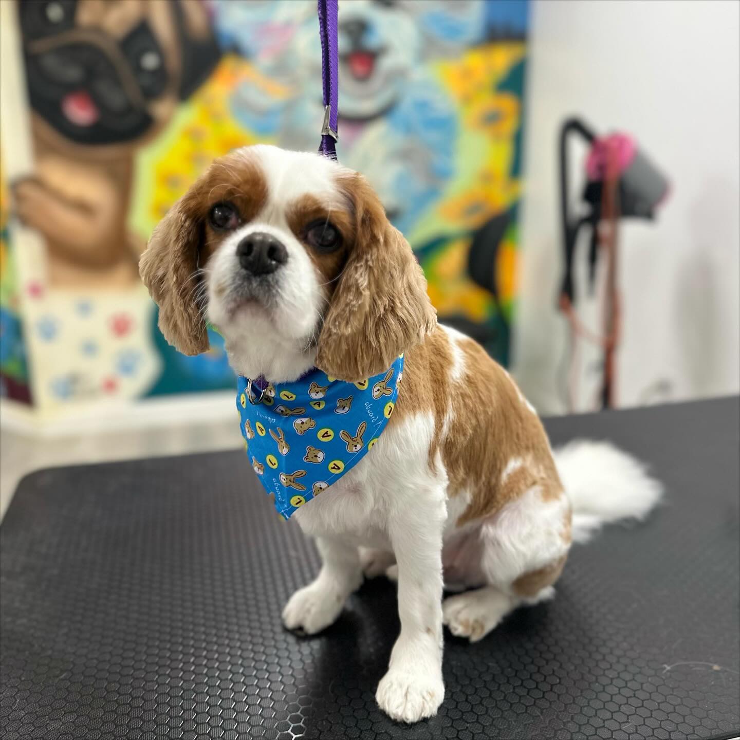 Paws Forever by Flor Revere