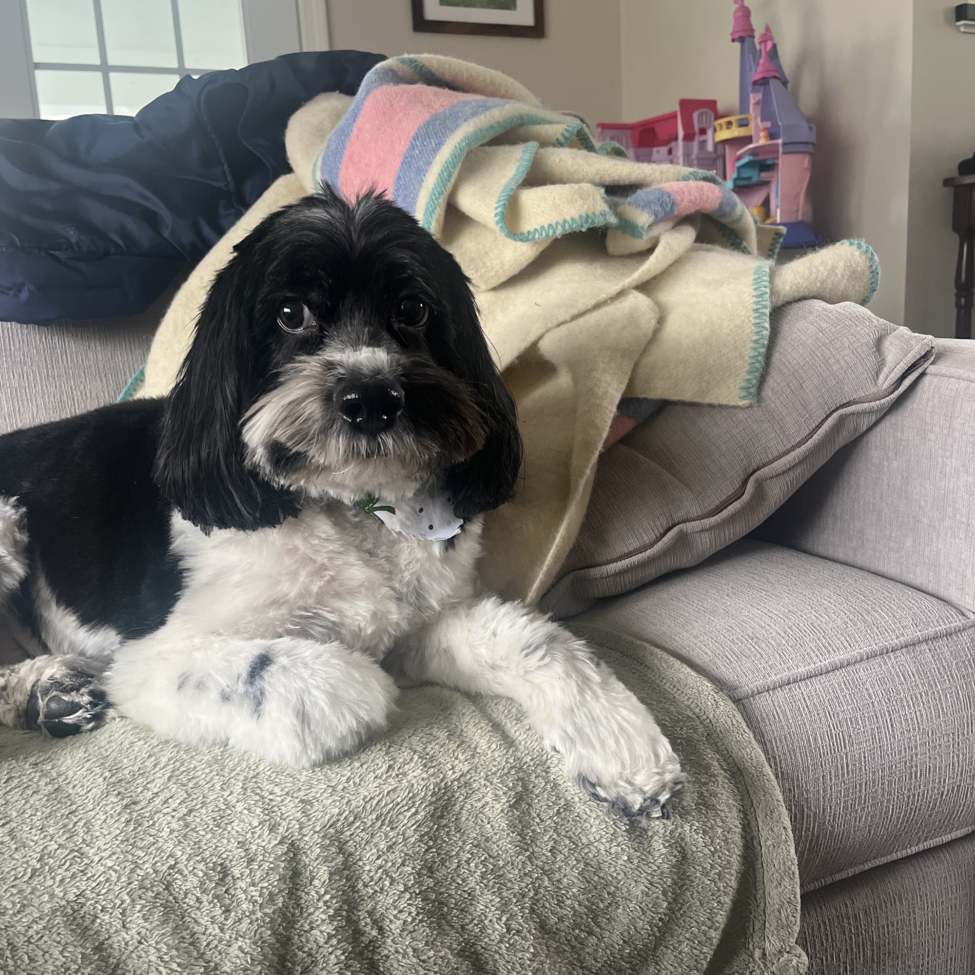 PAMPERED PAWS Rockland