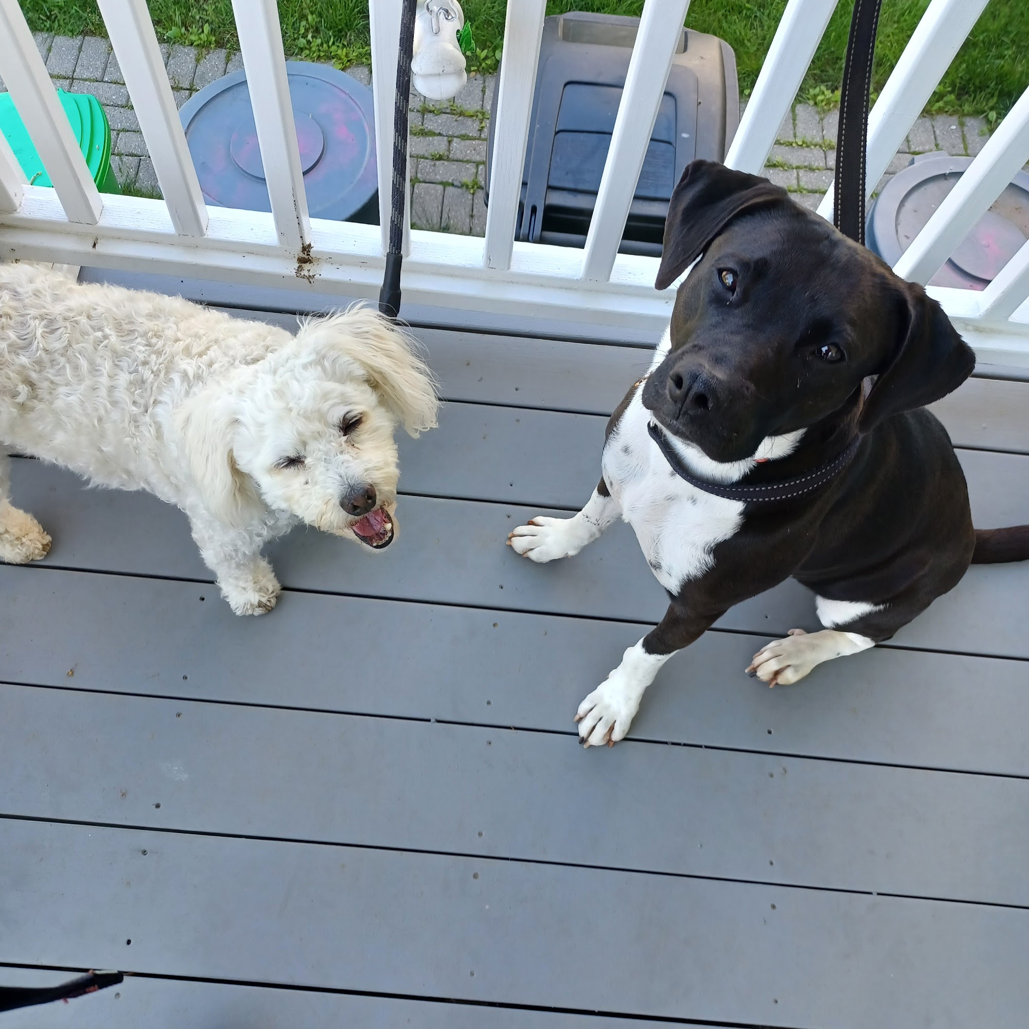 Woof and Meow Pet Care Roslindale