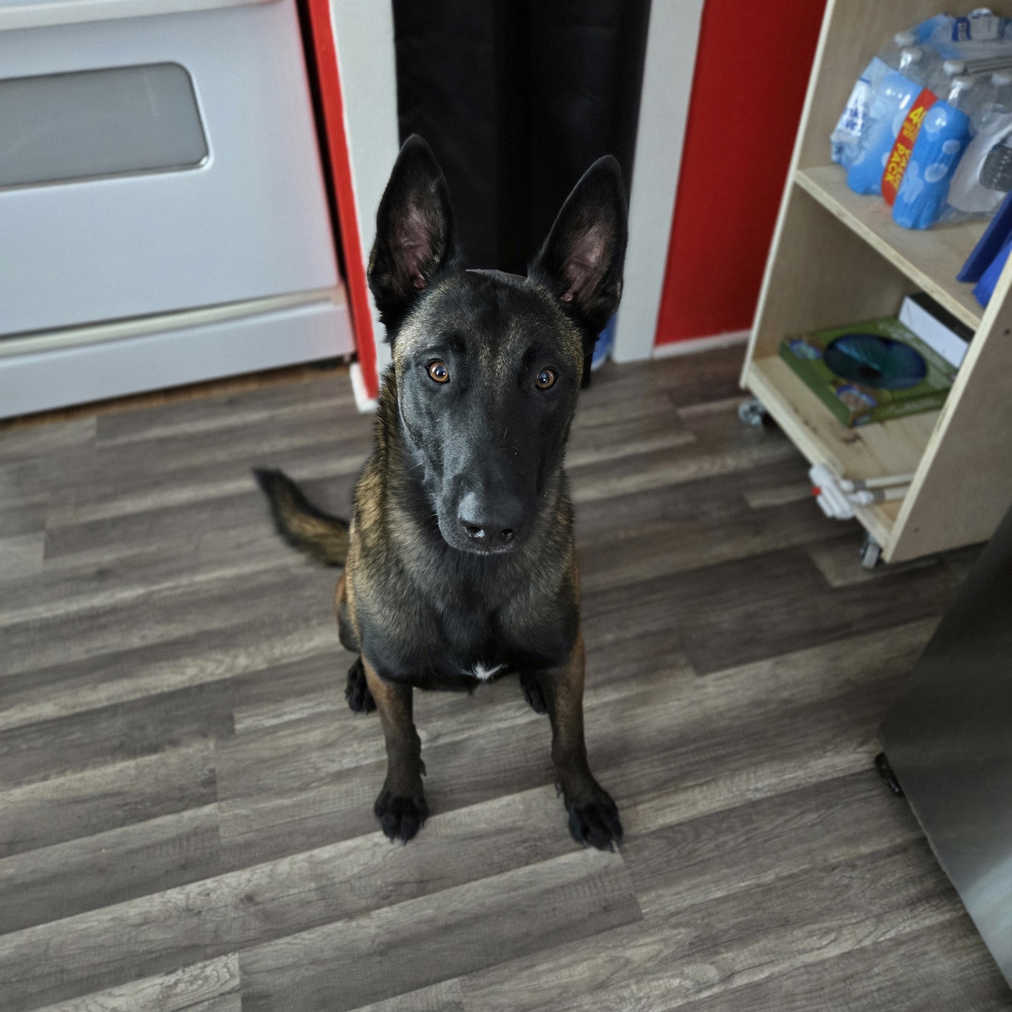 Magic Dog Land Rowley