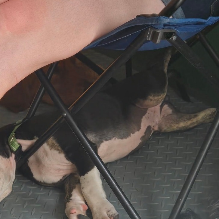 Magic Dog Land Rowley